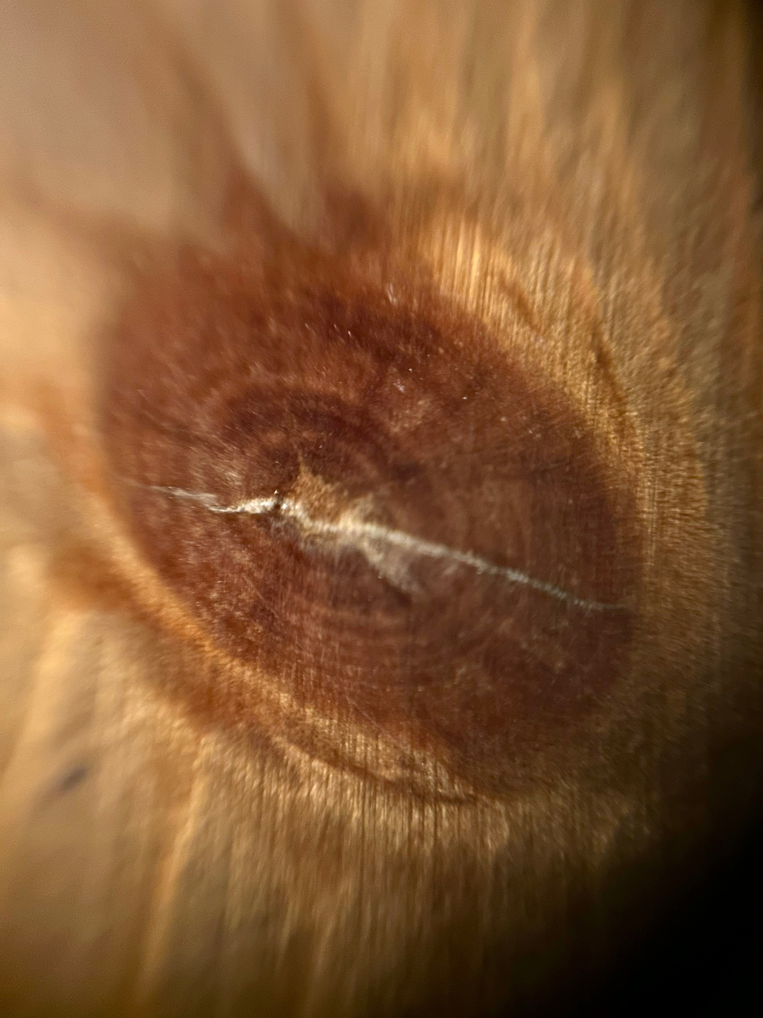 Макромир. Фотокружок «Видоискатель» ГБОУ СОШ № 291