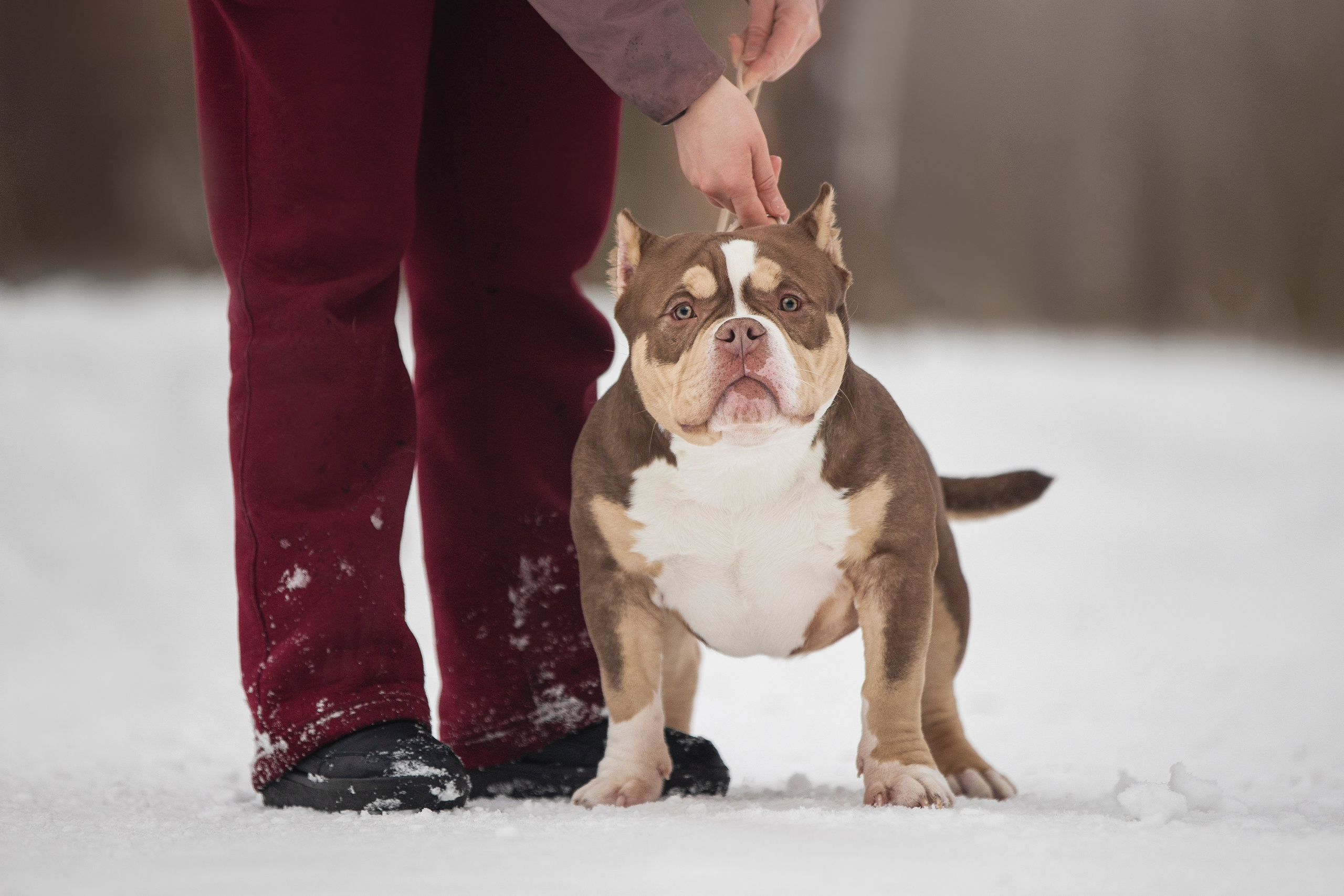 Американские булли. Фотограф анималист в Москве Майорова Евгения