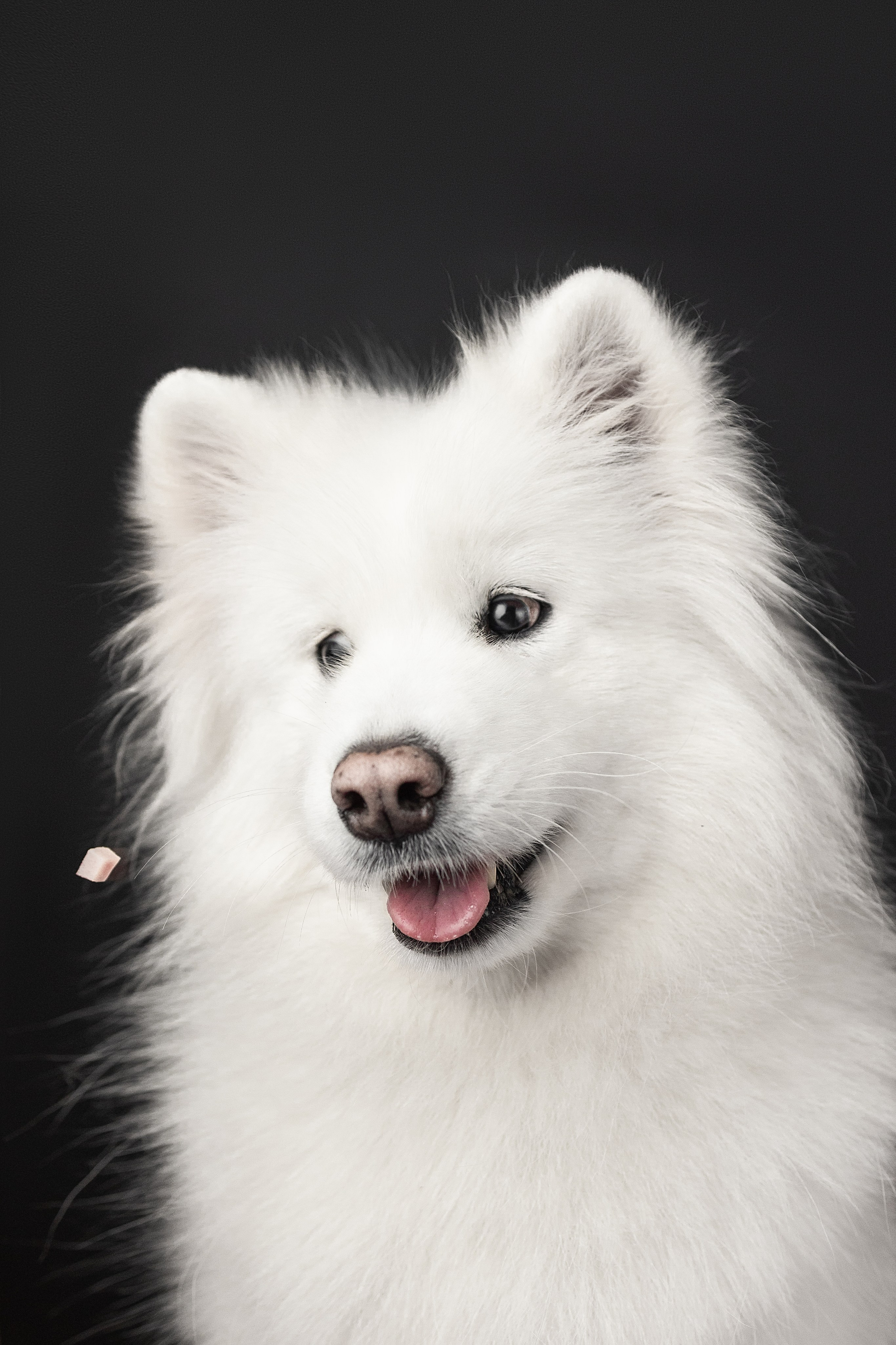 Студия, летающие вкусняшки. Фотограф анималист в Москве Майорова Евгения