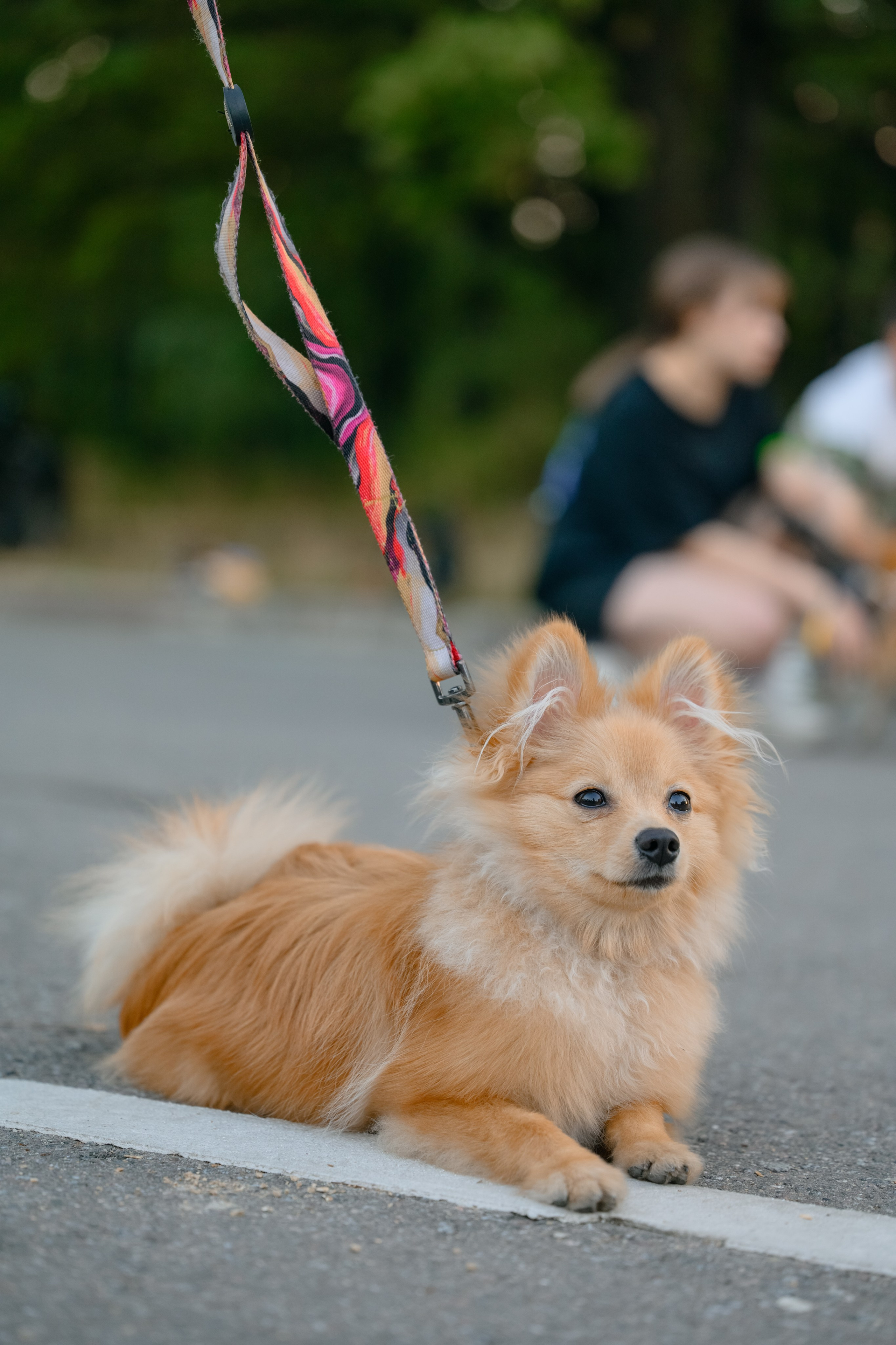 Катя группа. Семейный фотограф и анималист в Москве и Московской области