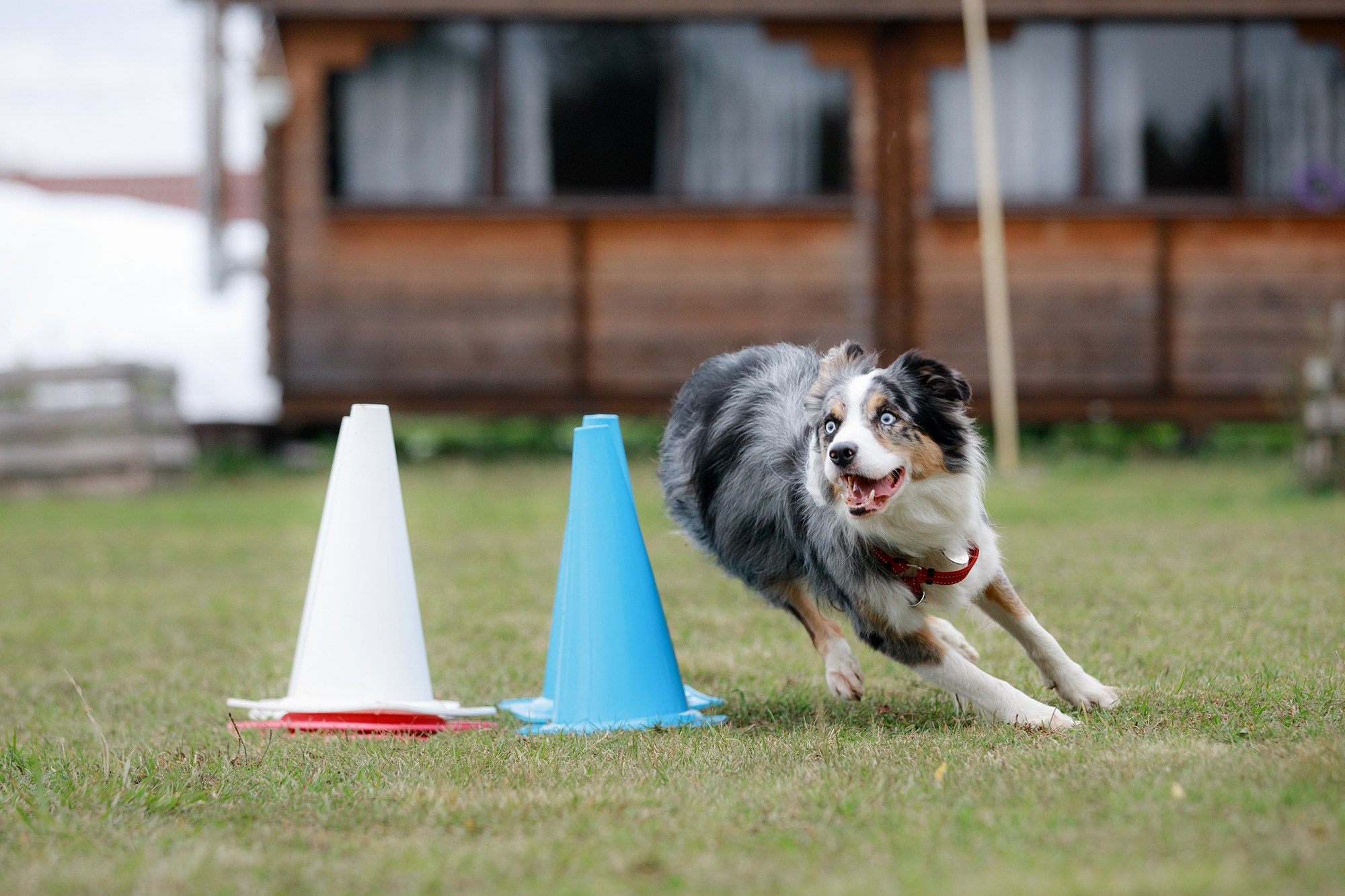 Лагерь по ОБД с Инной Баженовой. Фотограф-анималист Mary Mart — Москва, Питер