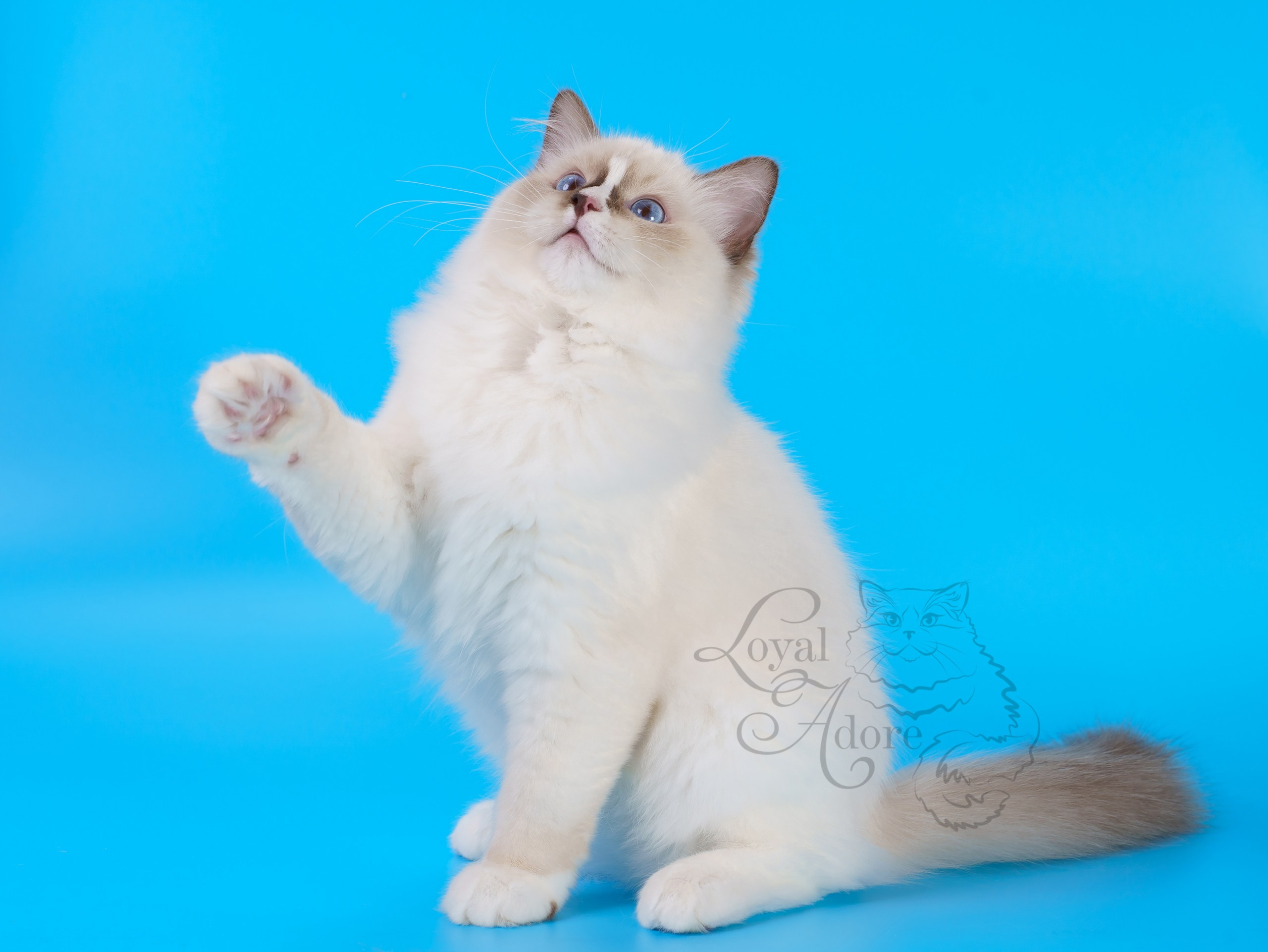 Кошки производители Loyal Adore. Питомник рэгдолл Loyal Adore