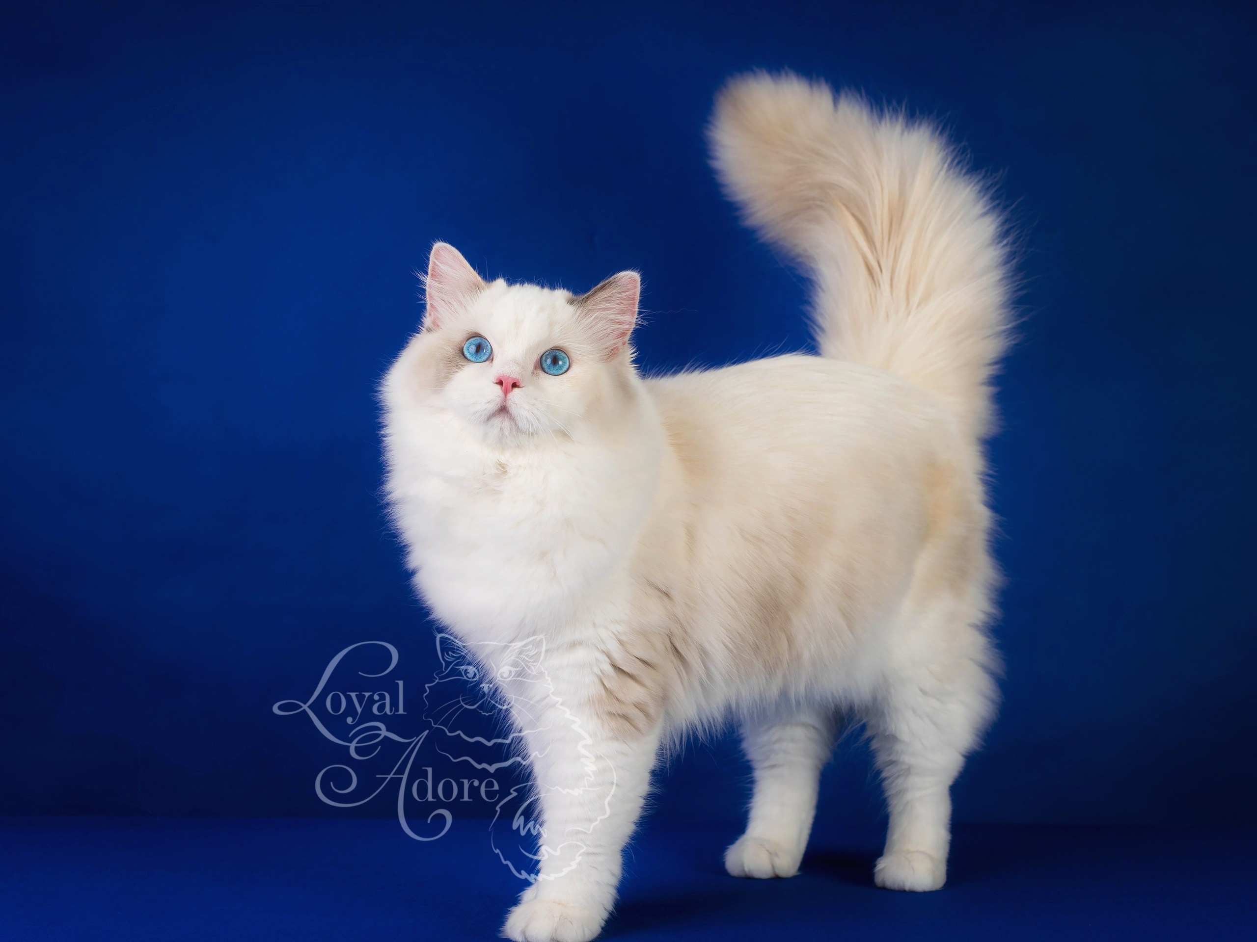 Кошки производители Loyal Adore. Питомник рэгдолл Loyal Adore