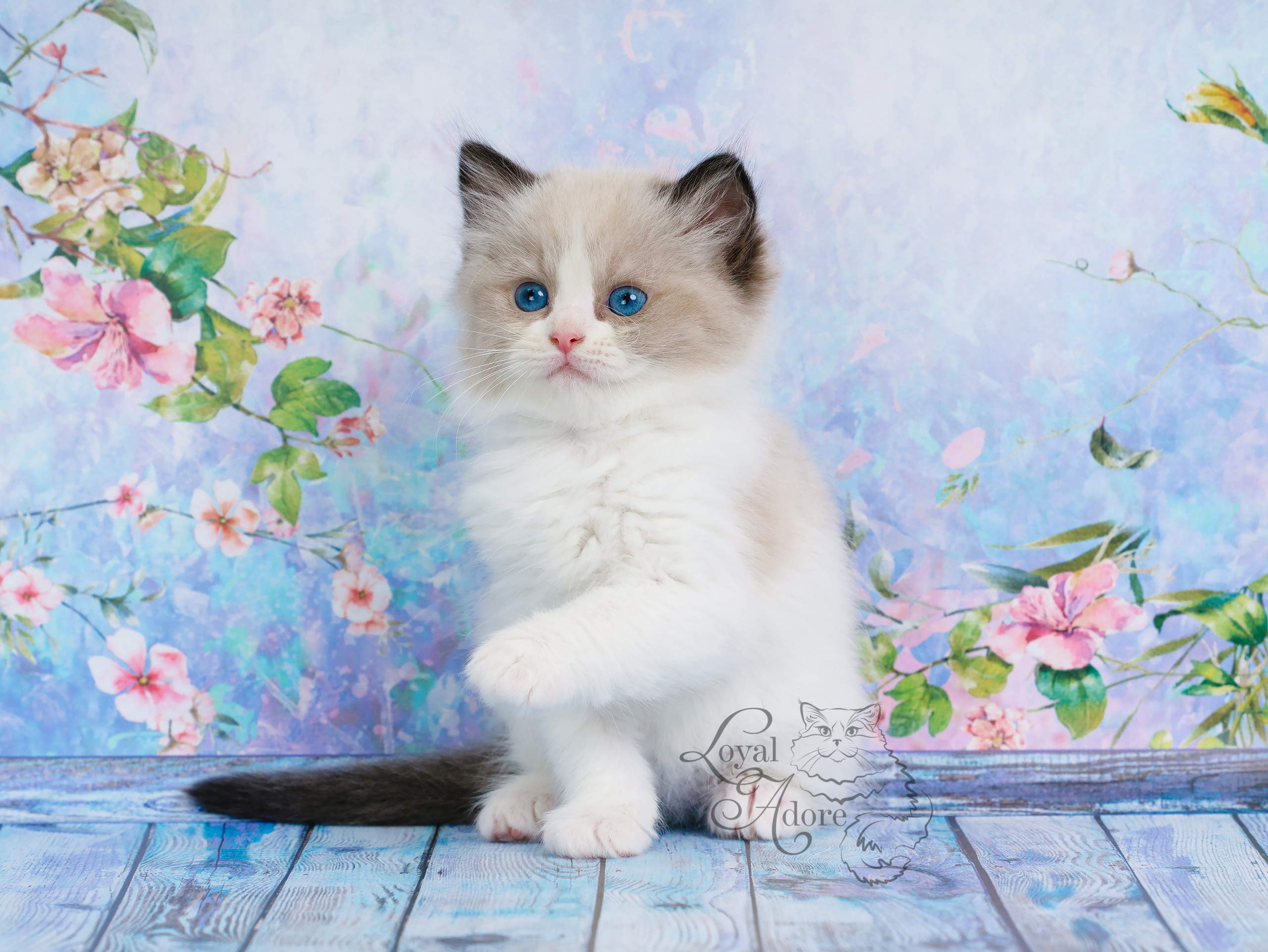 Котята рэгдолл от Loyal Adore. Питомник рэгдолл Loyal Adore