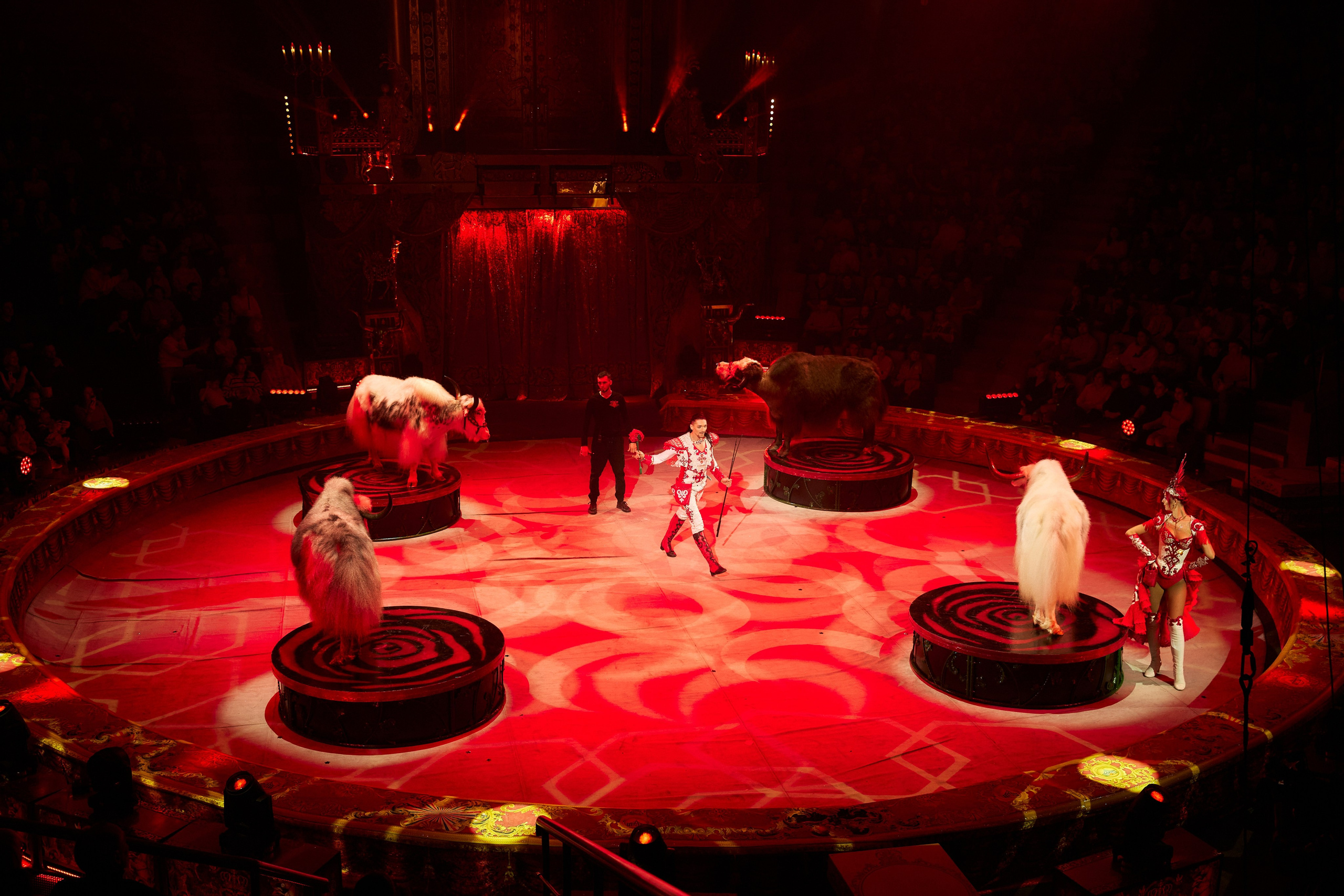 Королевский цирк Гии Эрадзе. Свадебный и семейный фотограф