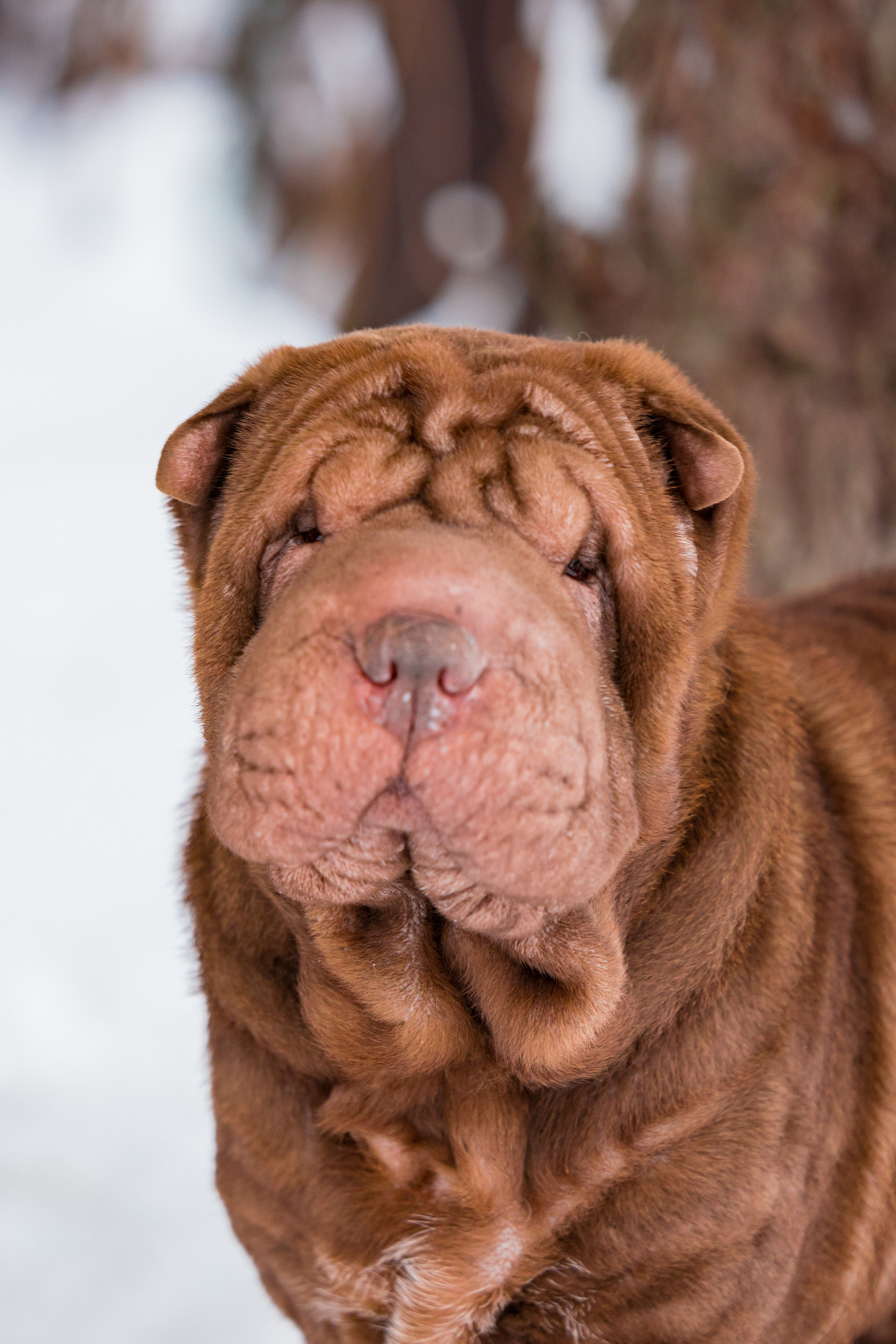 В гостях у шарпеев 16.01.2024. Фотограф-анималист Юлия Германика