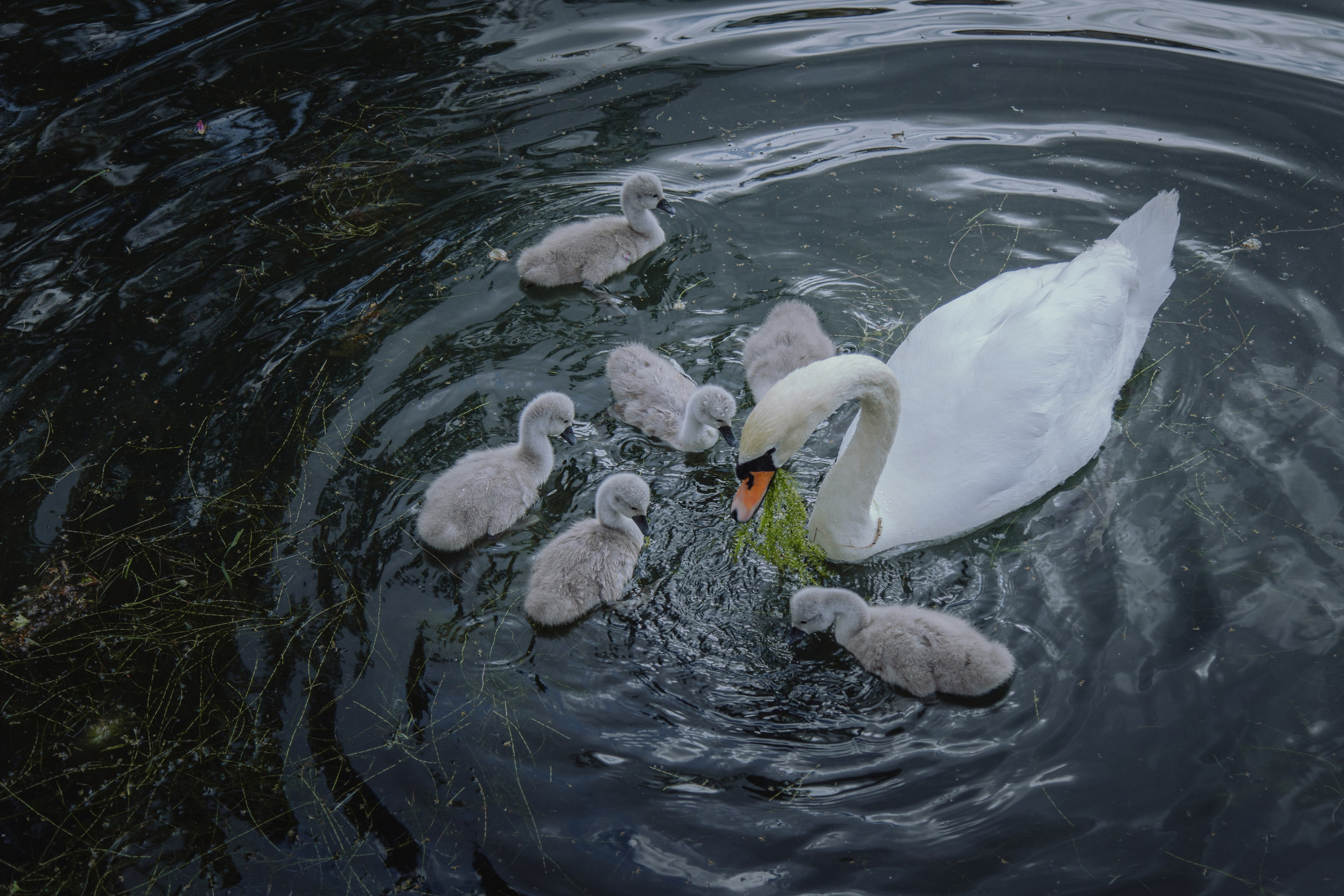 Лето в Москве. Репортажный и портретный фотограф, Влад Хафизов, Москва