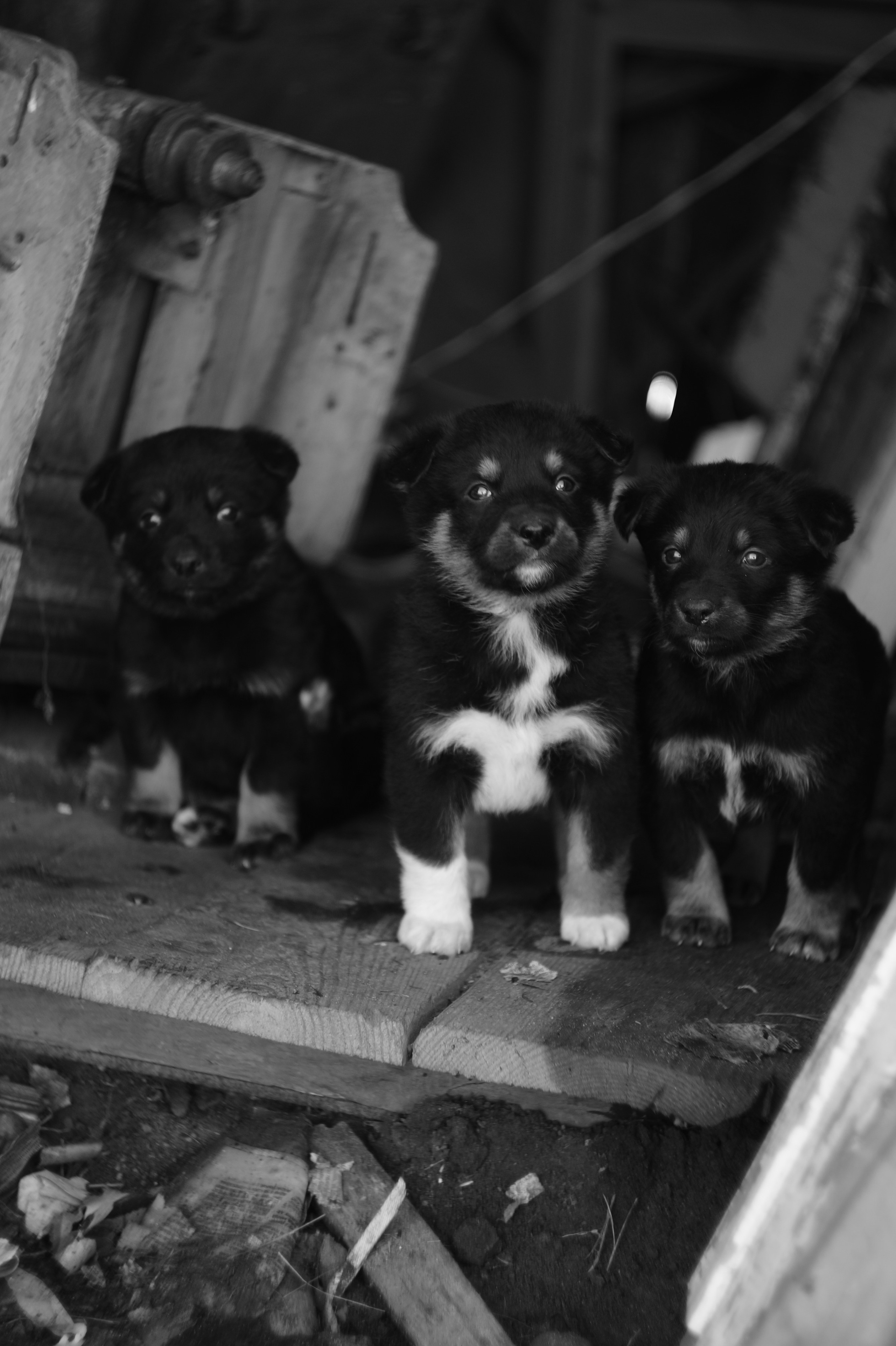 Dogs. Профессиональный фотограф