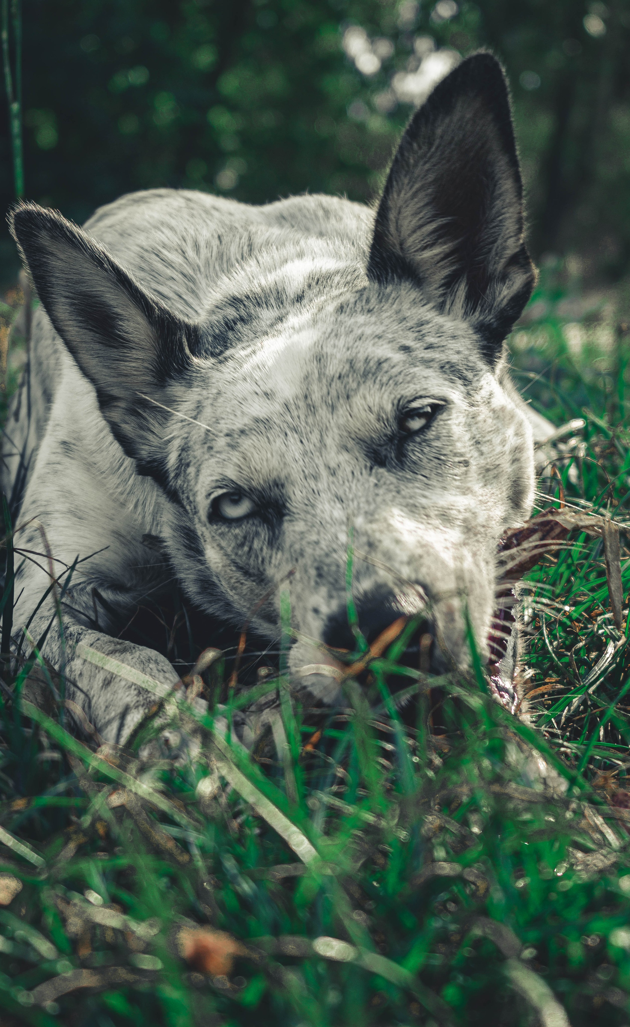 Цунами. Профессиональный фотограф
