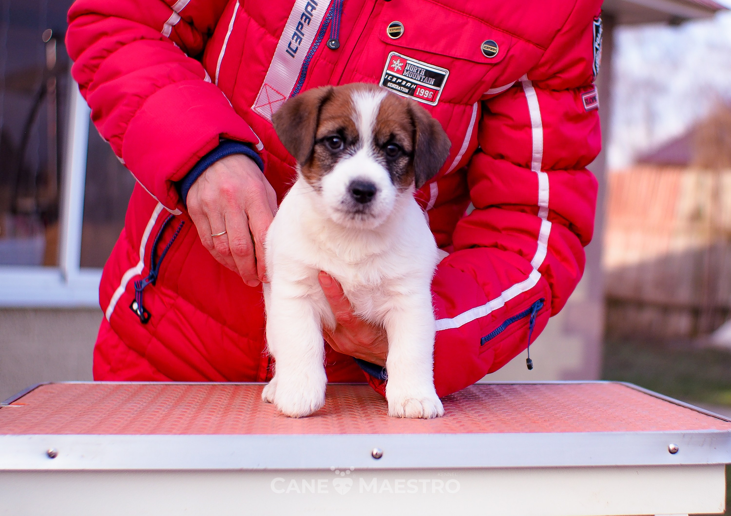 Мальчик 2. Кобель бело-рыжий. Джек рассел терьер щенок. КАНЕ МАЭСТРО — питомник Джек рассел терьеров