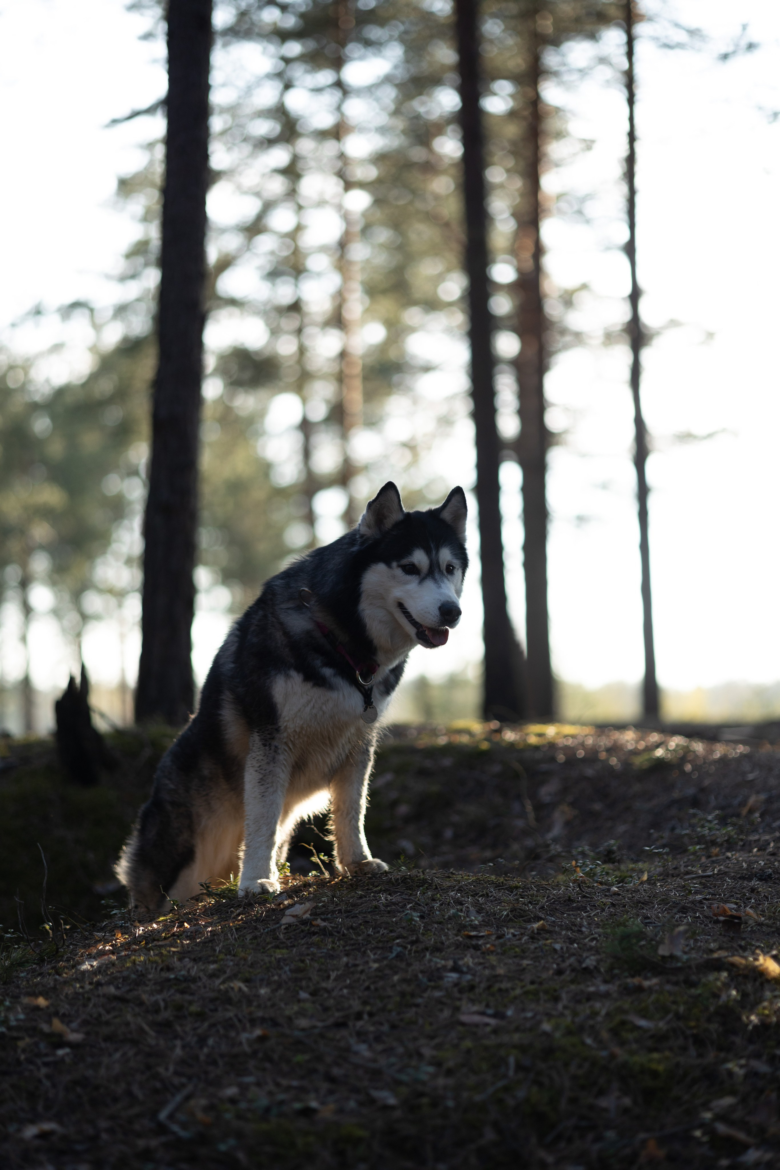 Ваши фотографии. Фотограф анималист Осипчикова Мария