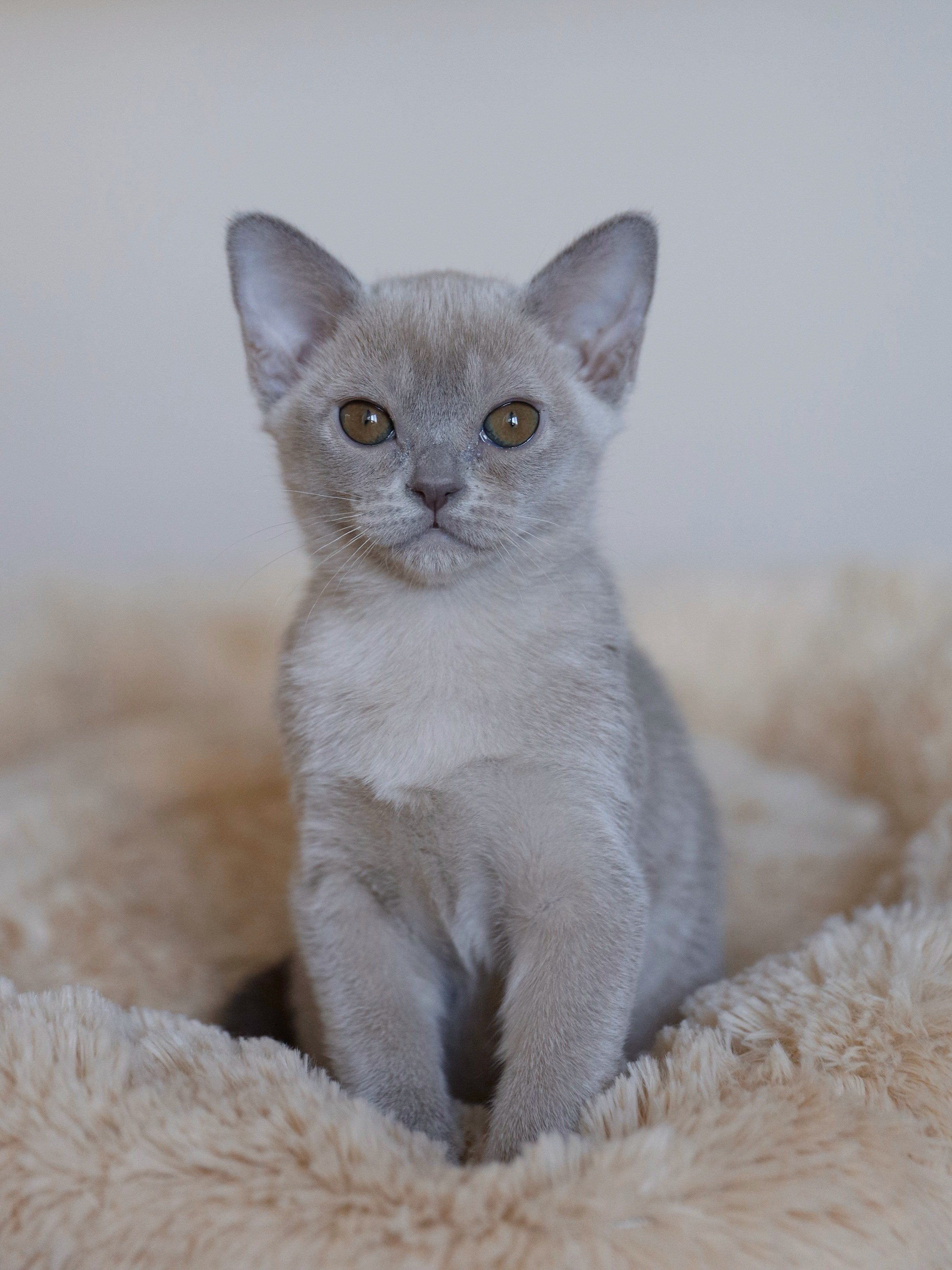 В. Питомник «Bouncy Life»