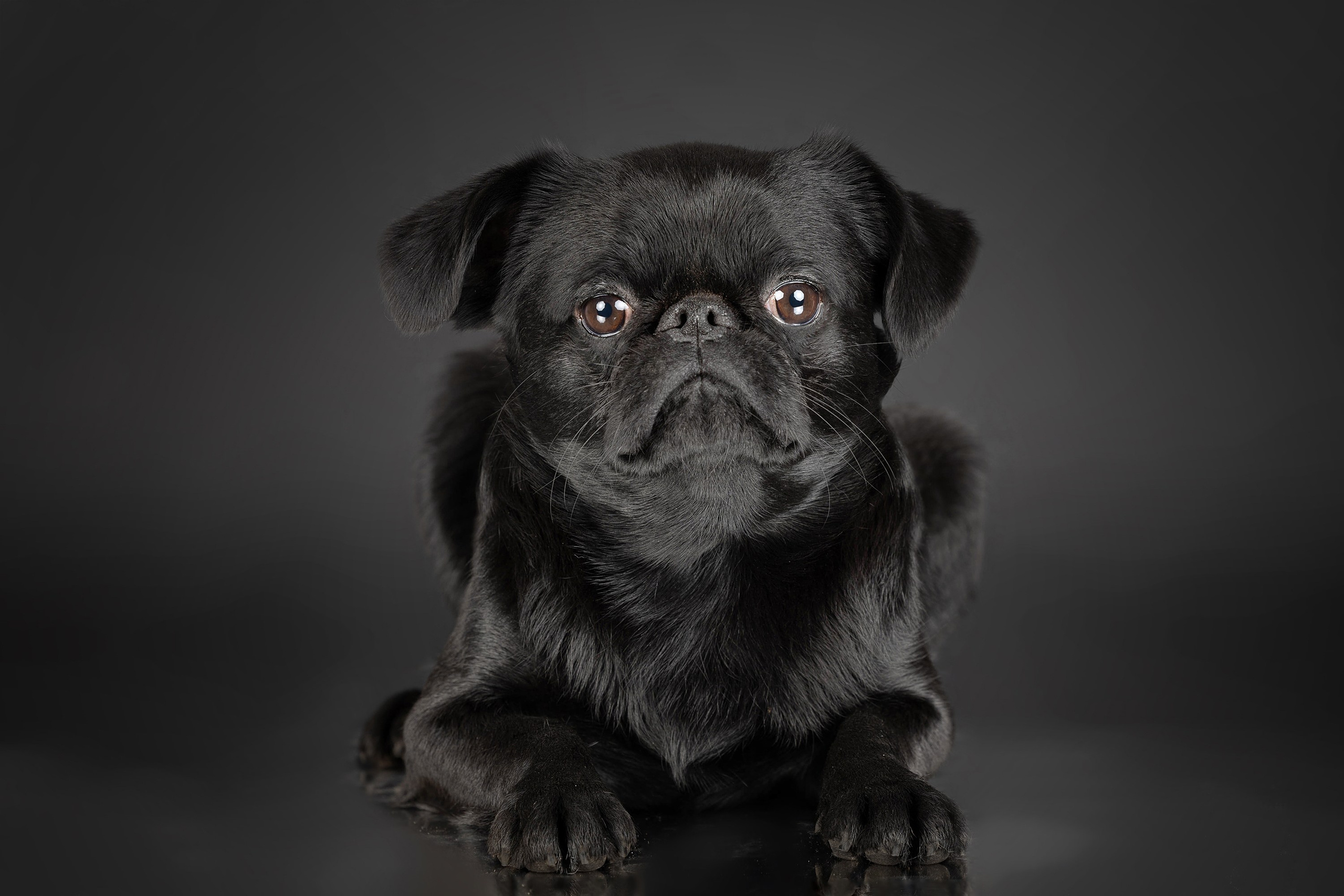 Фоны чёрный, белый, серый. Фотограф-анималист в Омске Екатерина Маричева