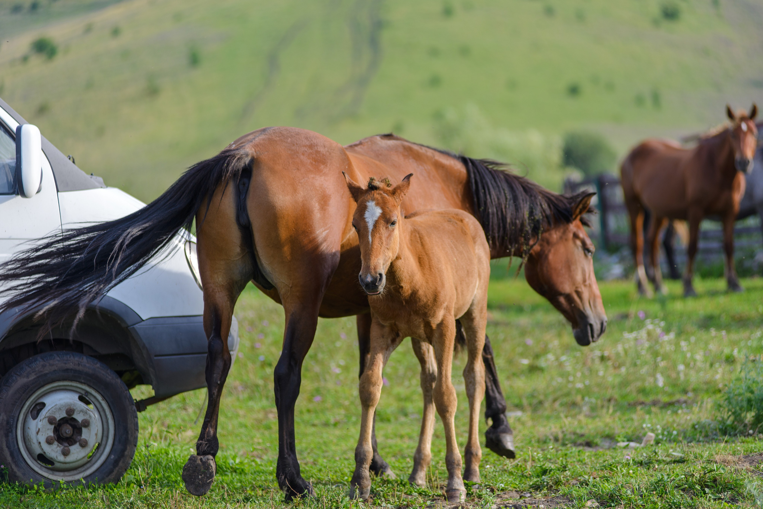 Природа. Фотограф в городе Омске Константин Зоткин