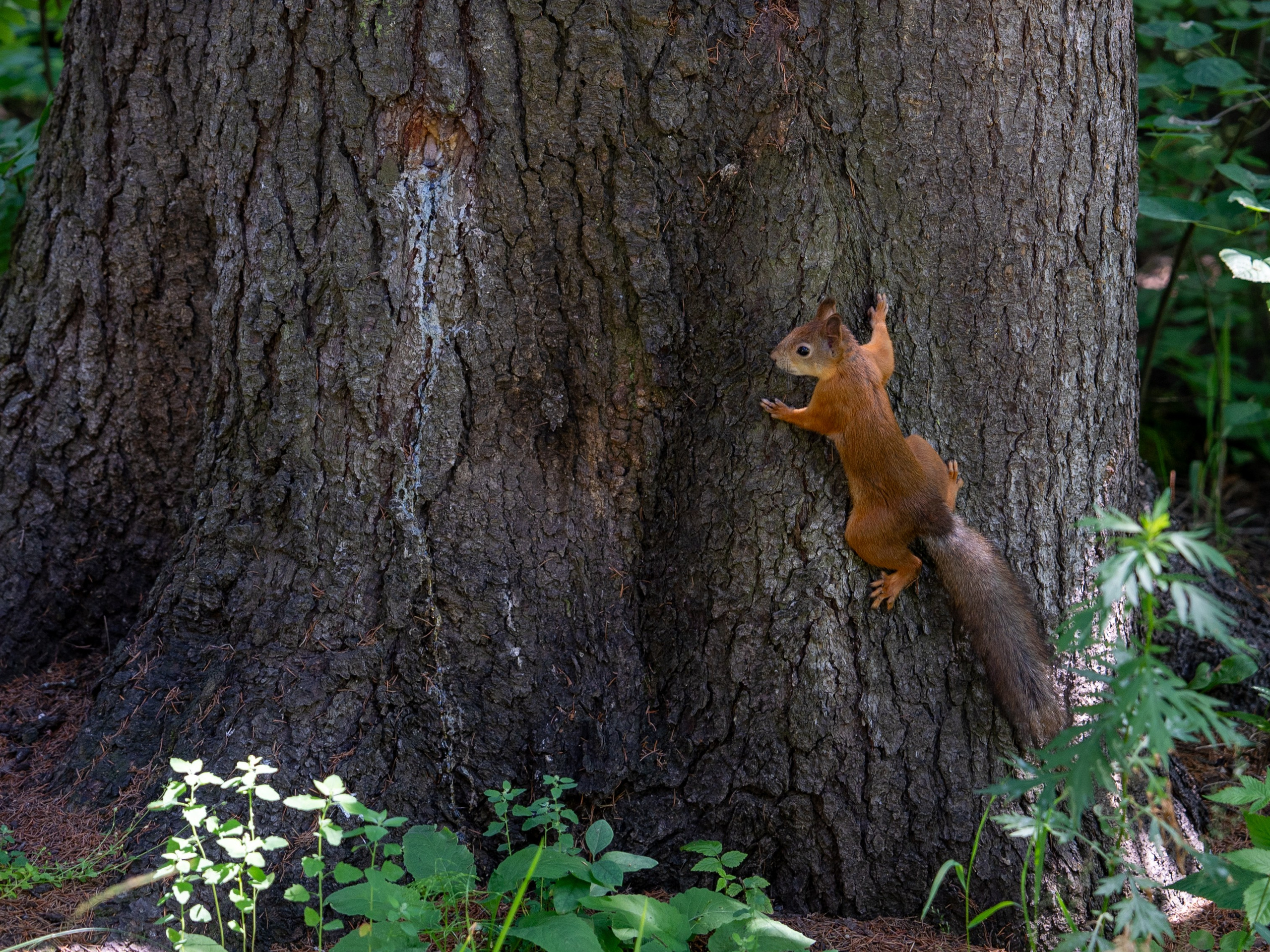 Серёжа и Юля. Фотограф Наталья Сорока Ижевск