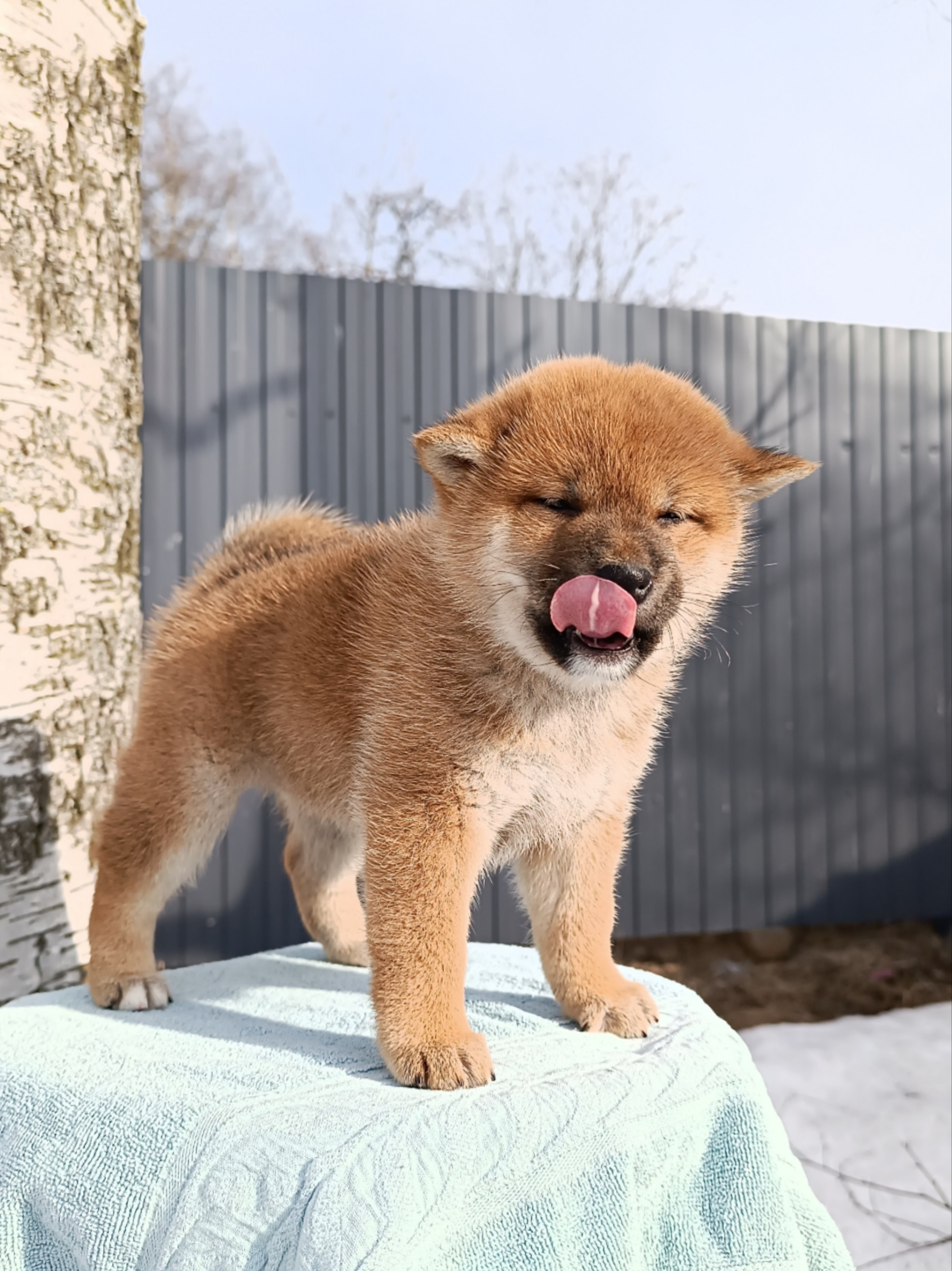 Сиба Rubylight Ellis питомник Рубилайт 