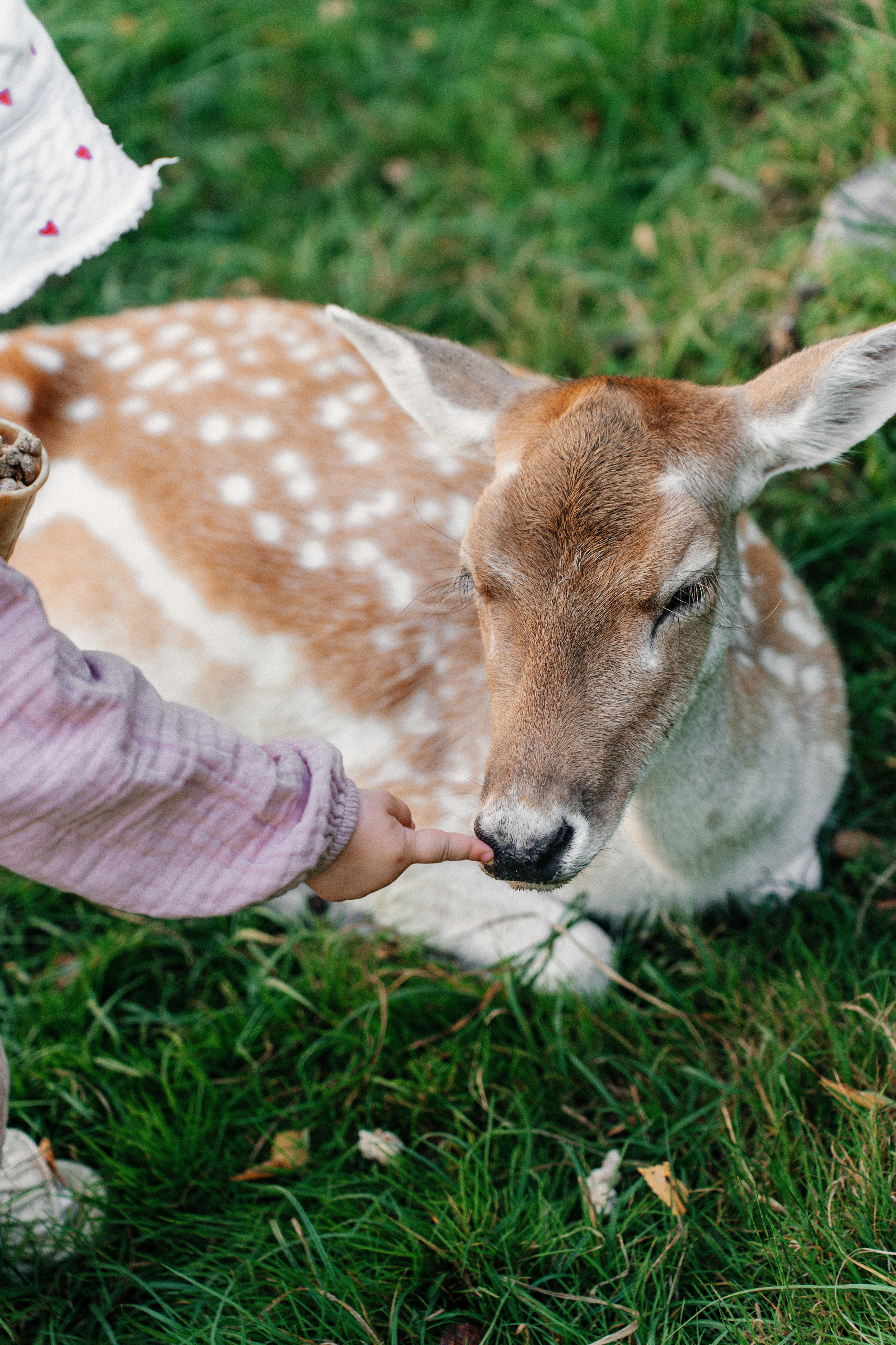 Диприз — в мире диких животных. Ваш семейный фотограф в Минске — Вика Трегубова