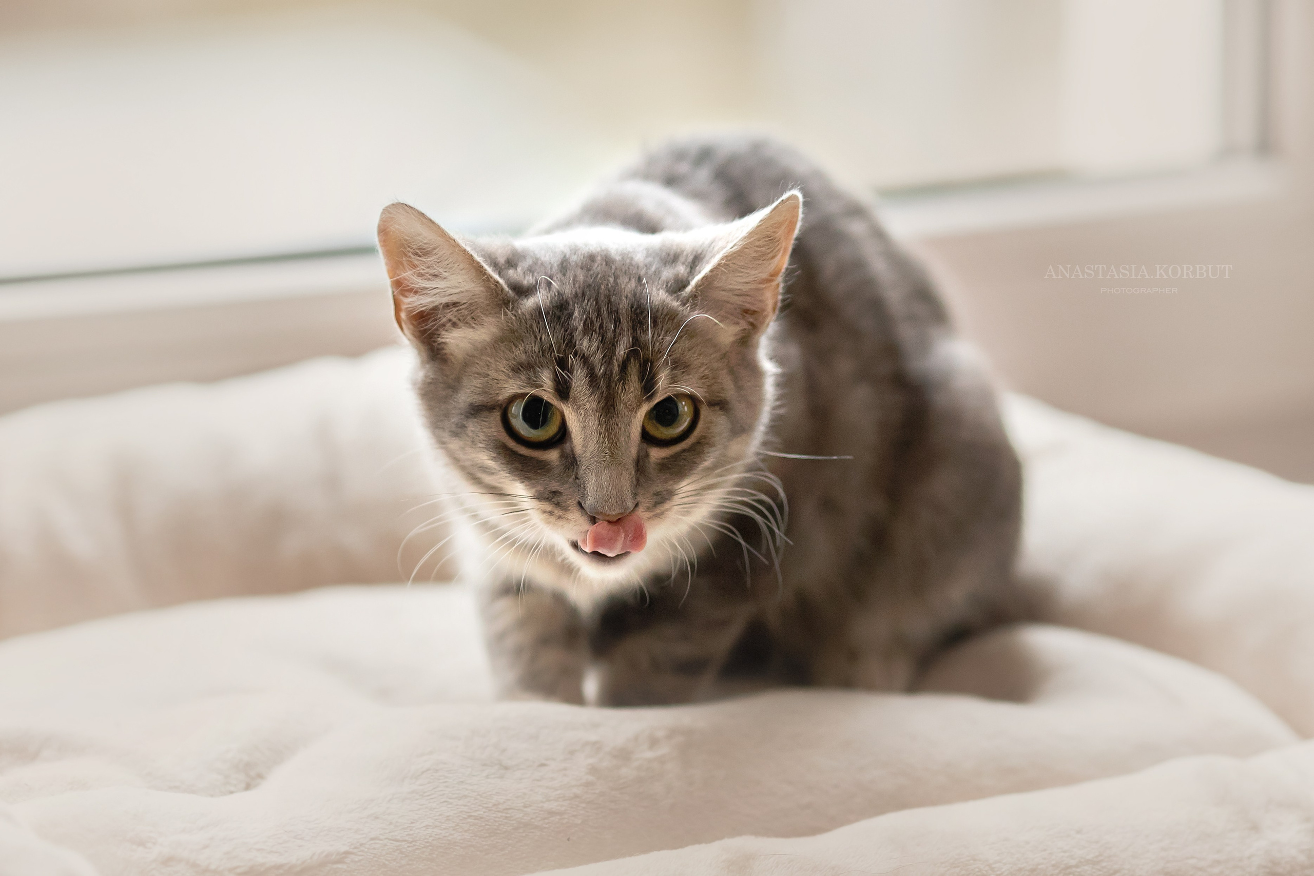 Котята в добрые руки. Арт фотограф в Минске Анастасия Корбут