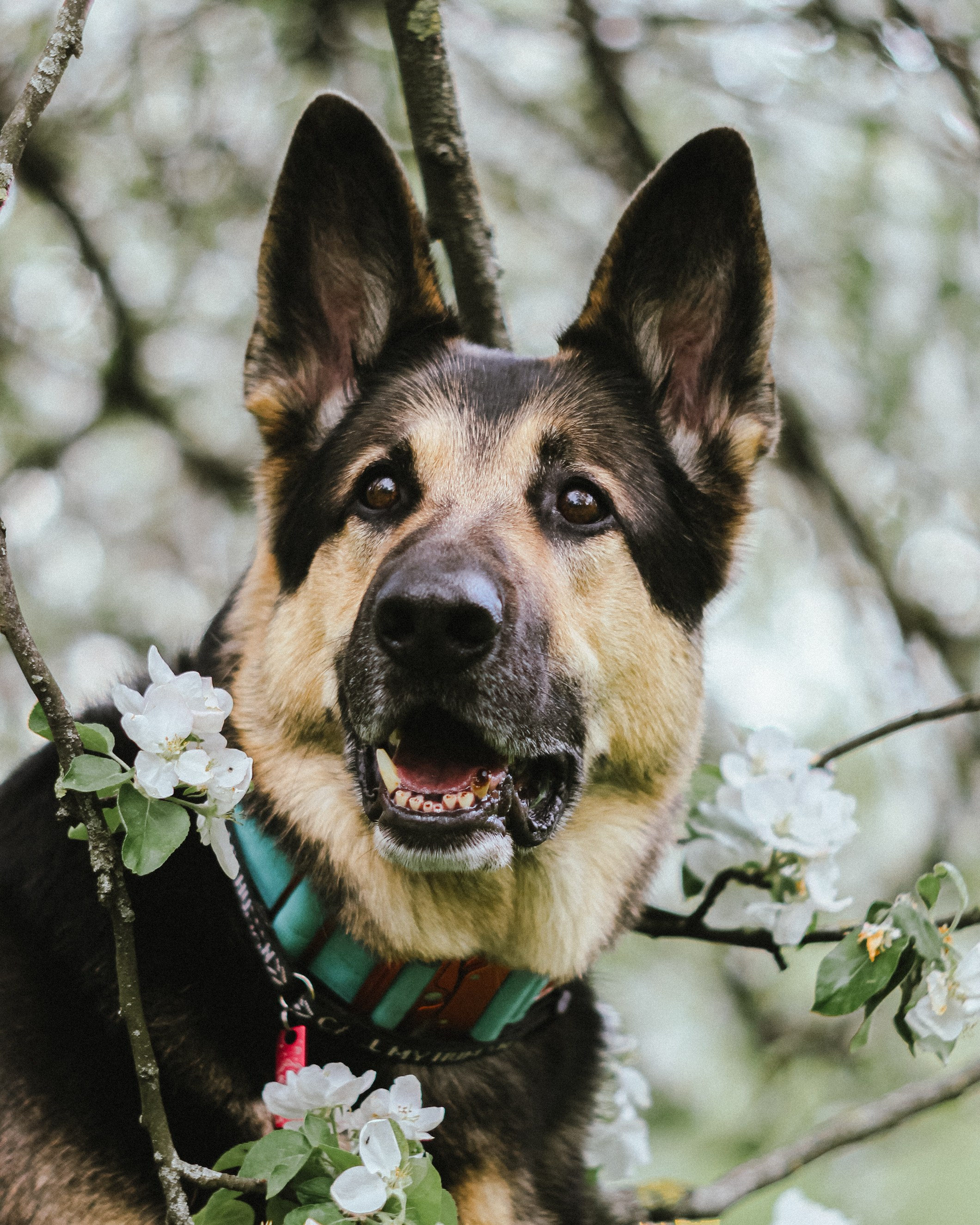 My pet -my friend. Фотограф Арина Демидова