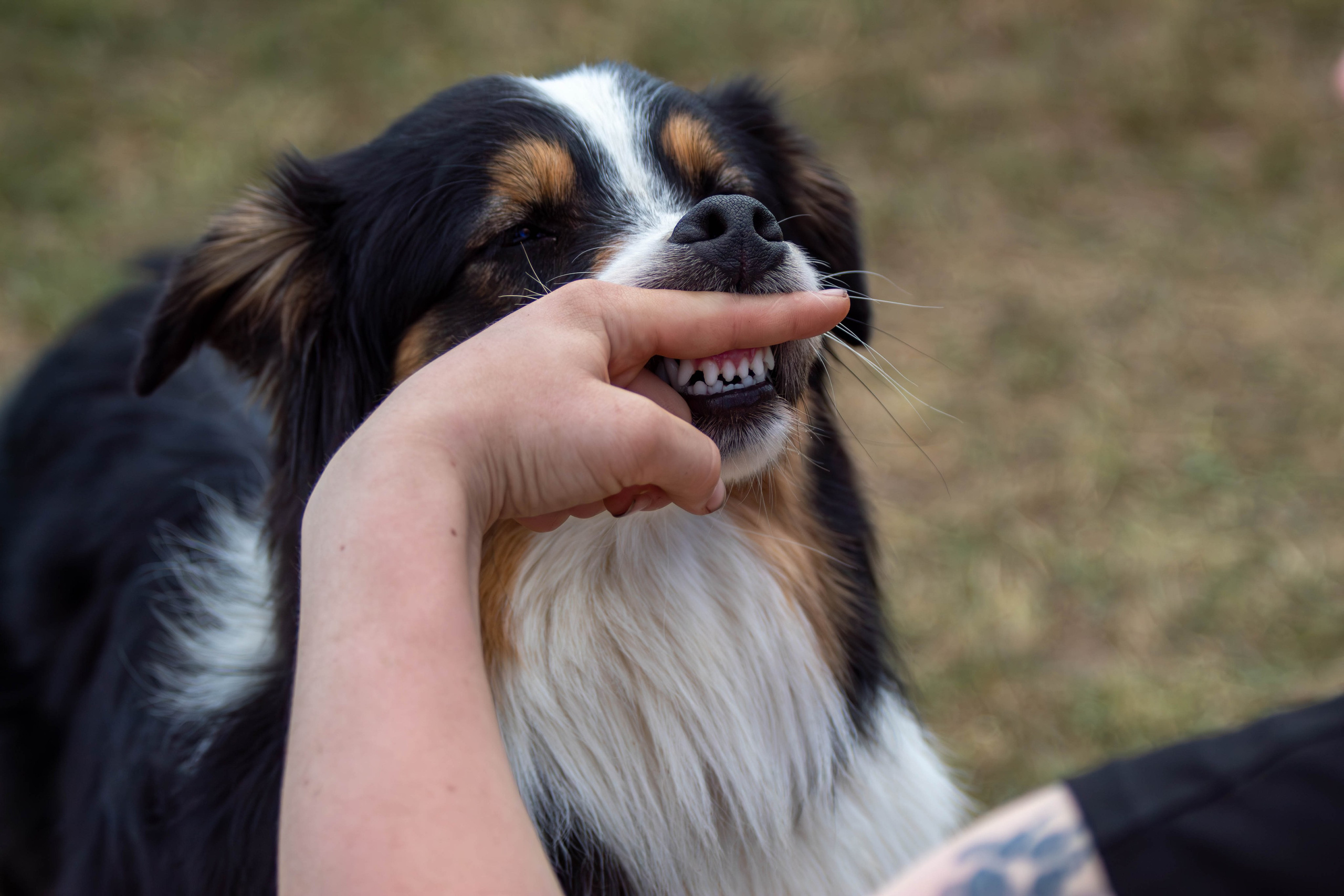 Хвостатый Драйв 2024. Фотограф анималист — Тула, Москва