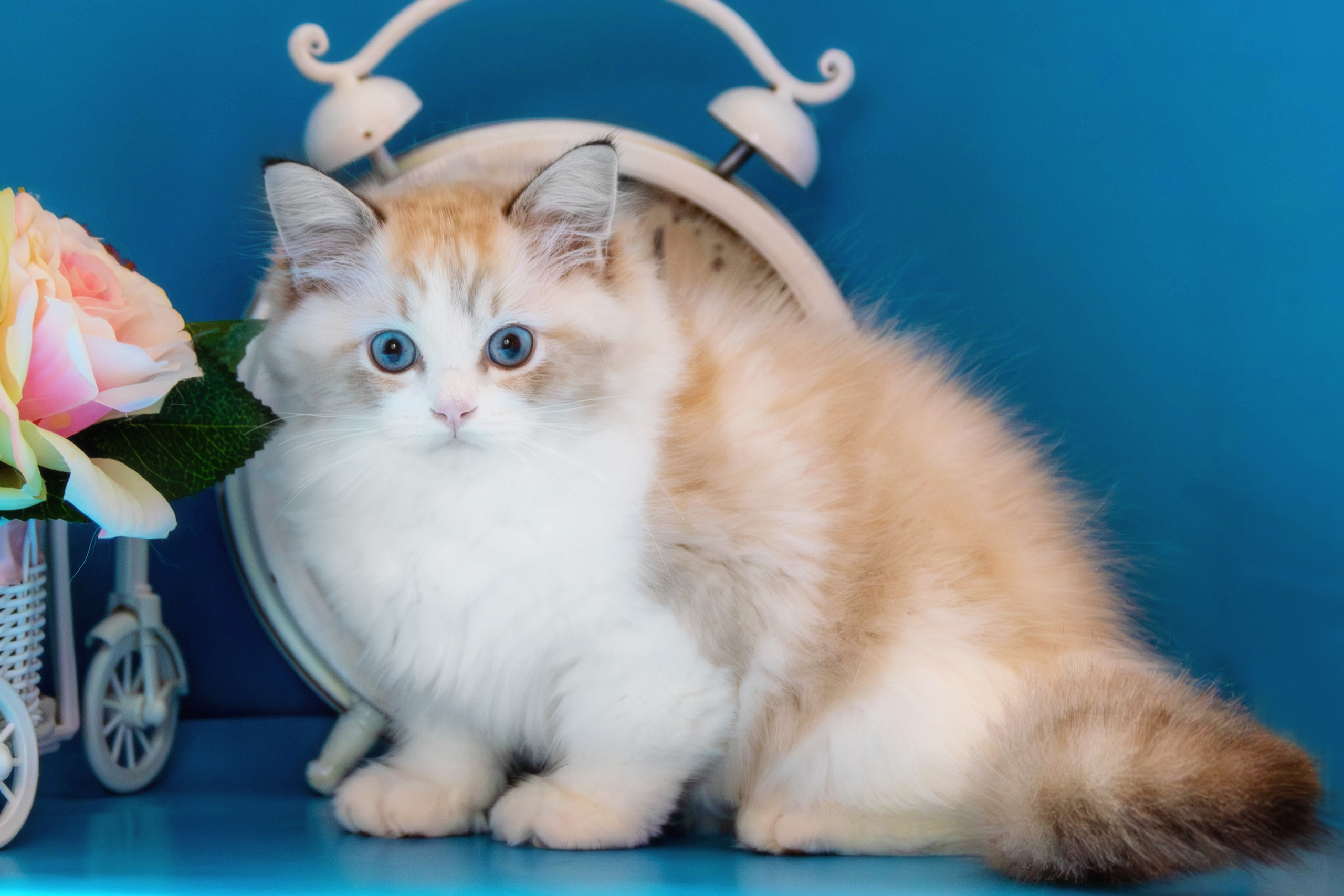 Фотосессия щенков от 7-и дней в стиле ньюборн. Фотограф анималист — Тула, Москва