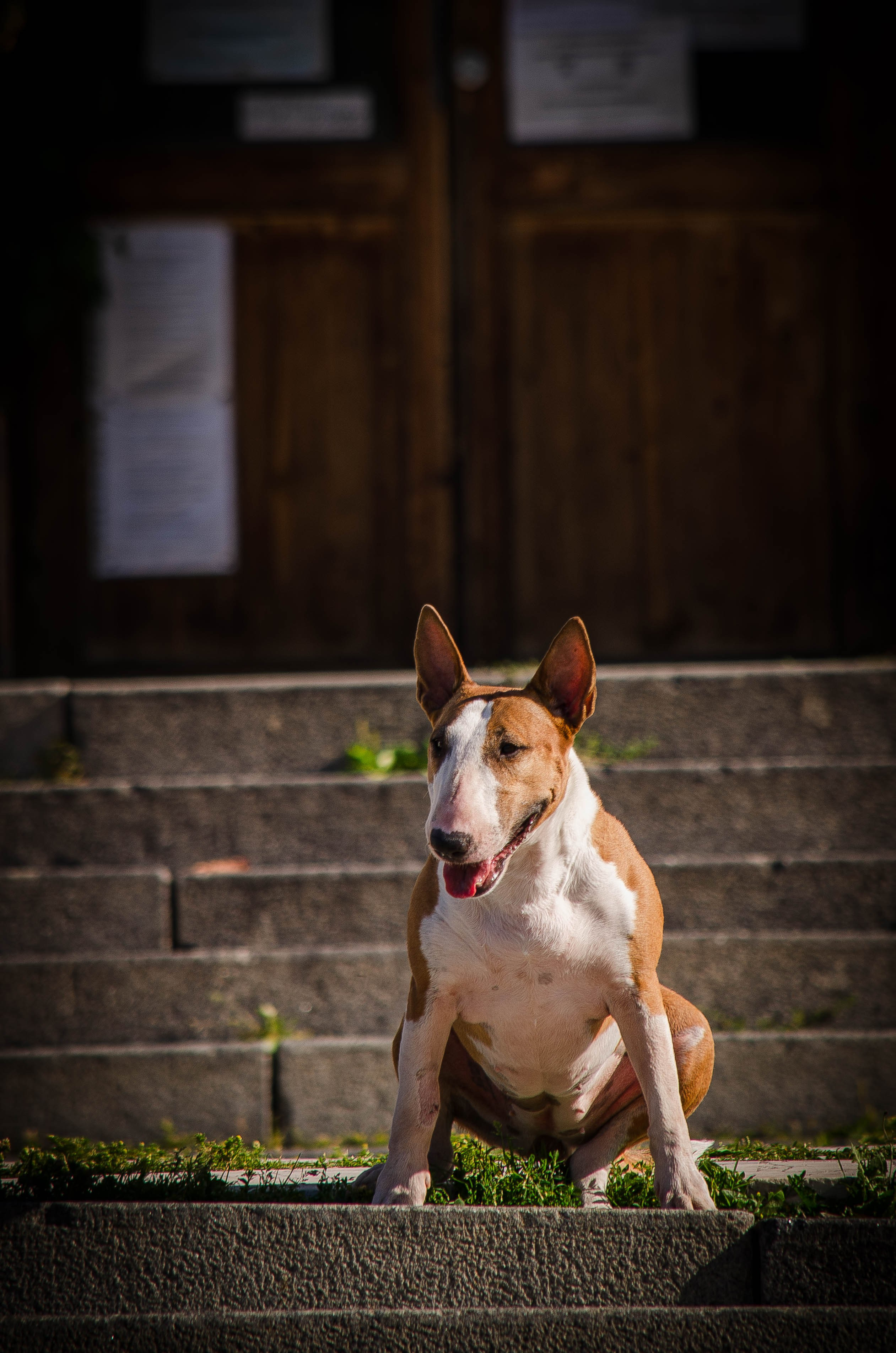 Пуля. Фотограф Светлана Блинова, Москва и Московская область