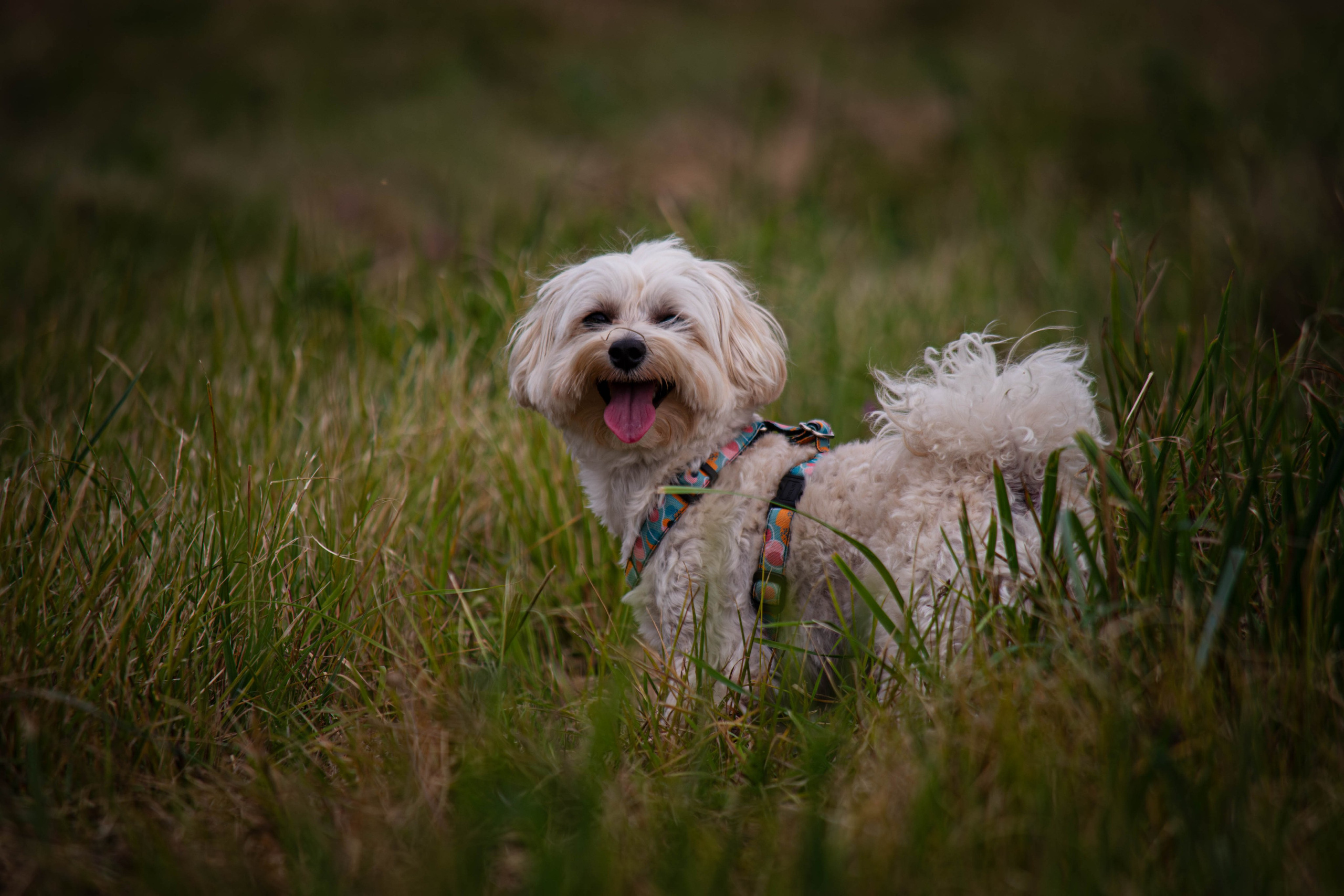 Прогулка в парке Митино. Фотограф Светлана Блинова, Москва и Московская область
