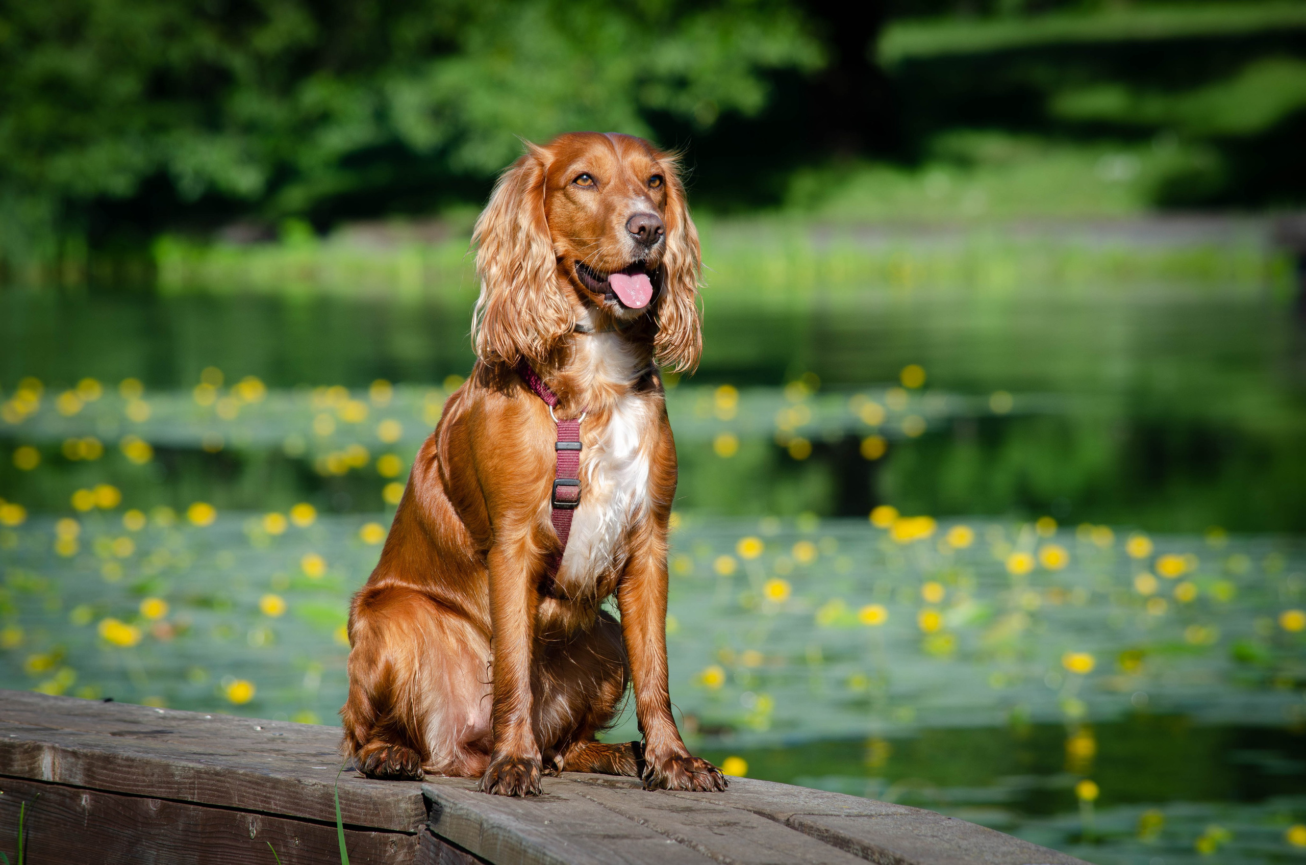 Джесси. Фотограф Светлана Блинова, Москва и Московская область