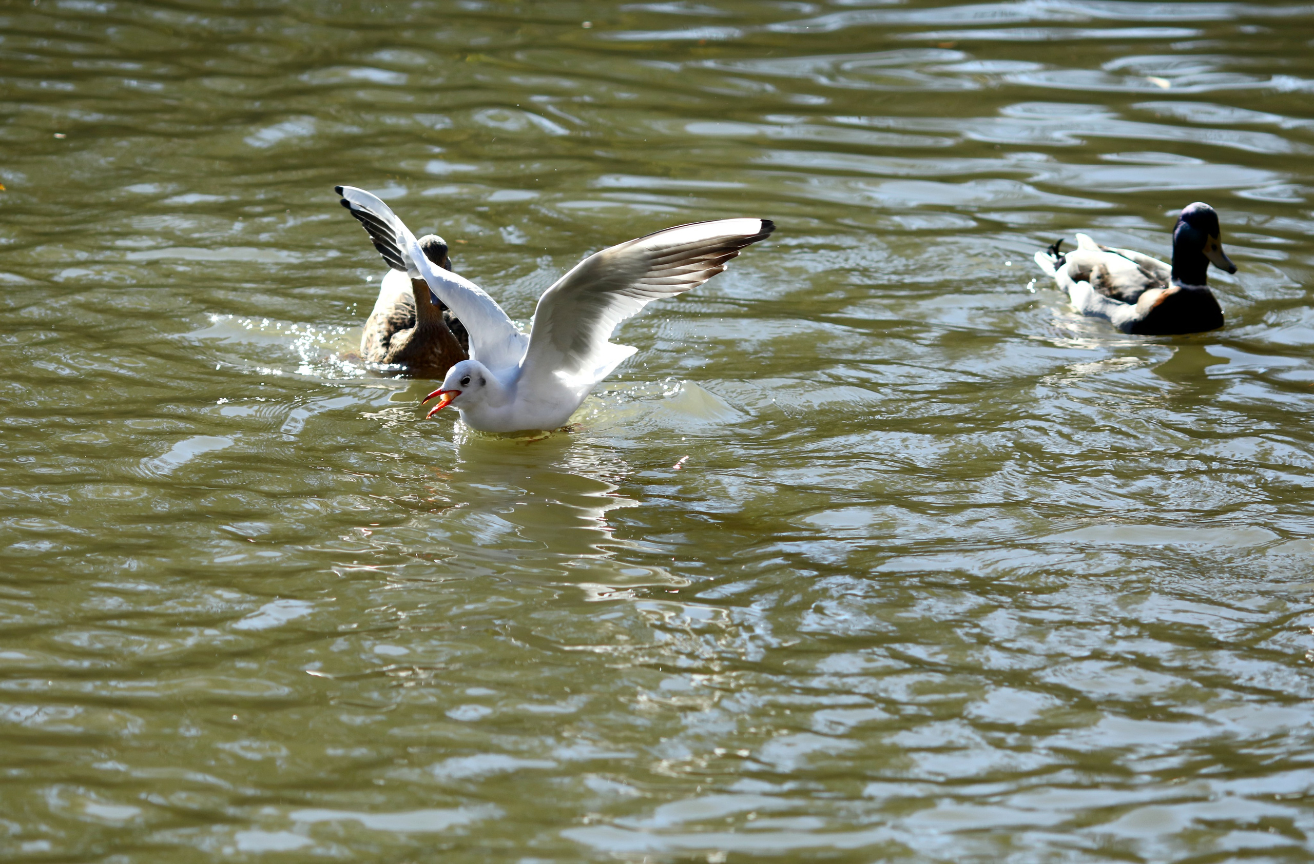 Птицы и животные южного региона. Фото-художник и Репортажный фотограф Николаев Александр Алексеевич