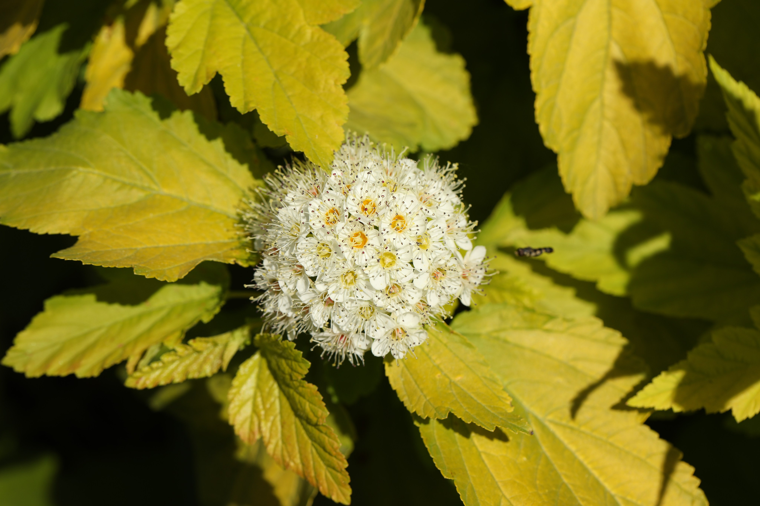 Цветы моего города. Фото-художник и Репортажный фотограф Николаев Александр Алексеевич