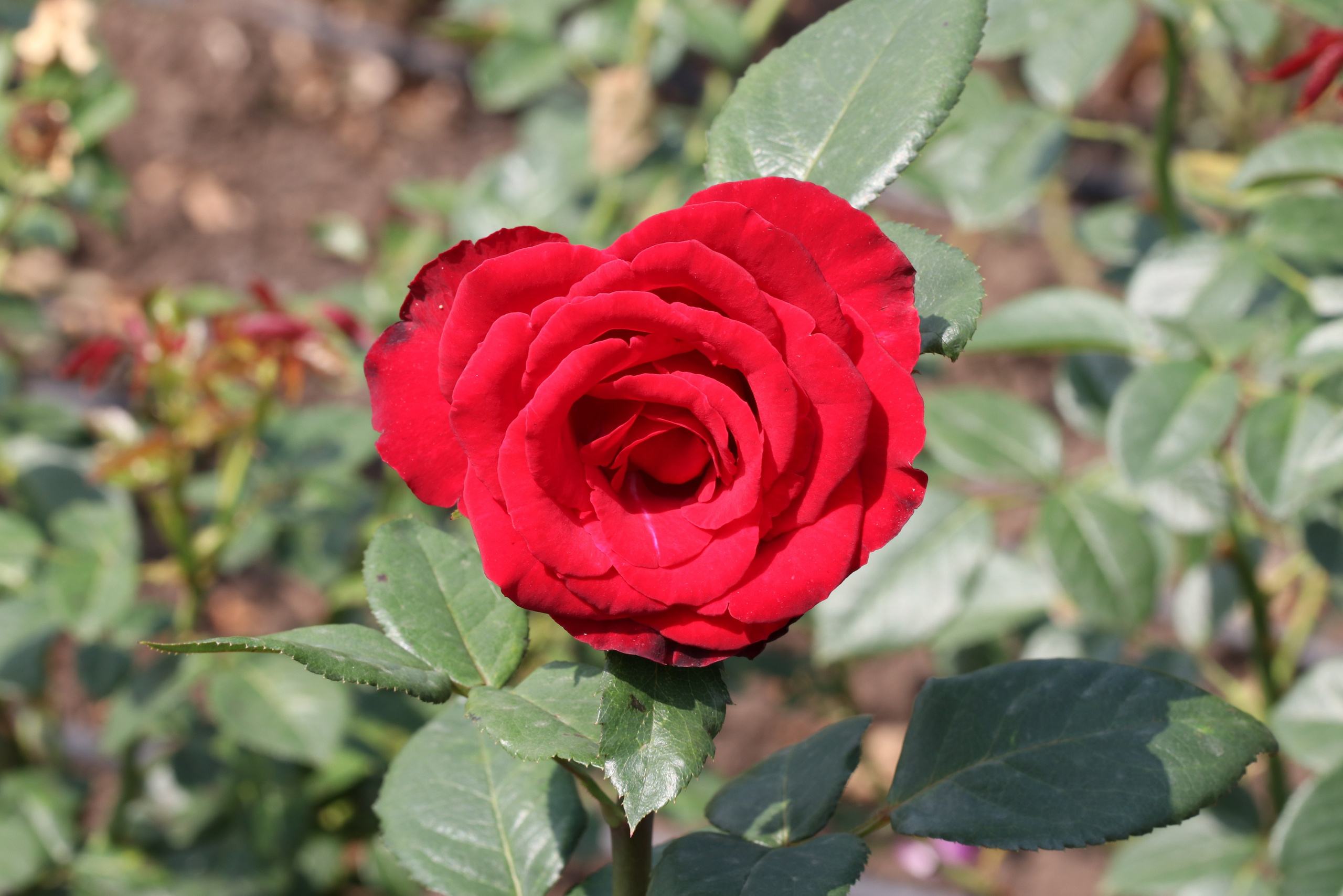 Долина роз в Кисловодске. Фото-художник и Репортажный фотограф Николаев Александр Алексеевич