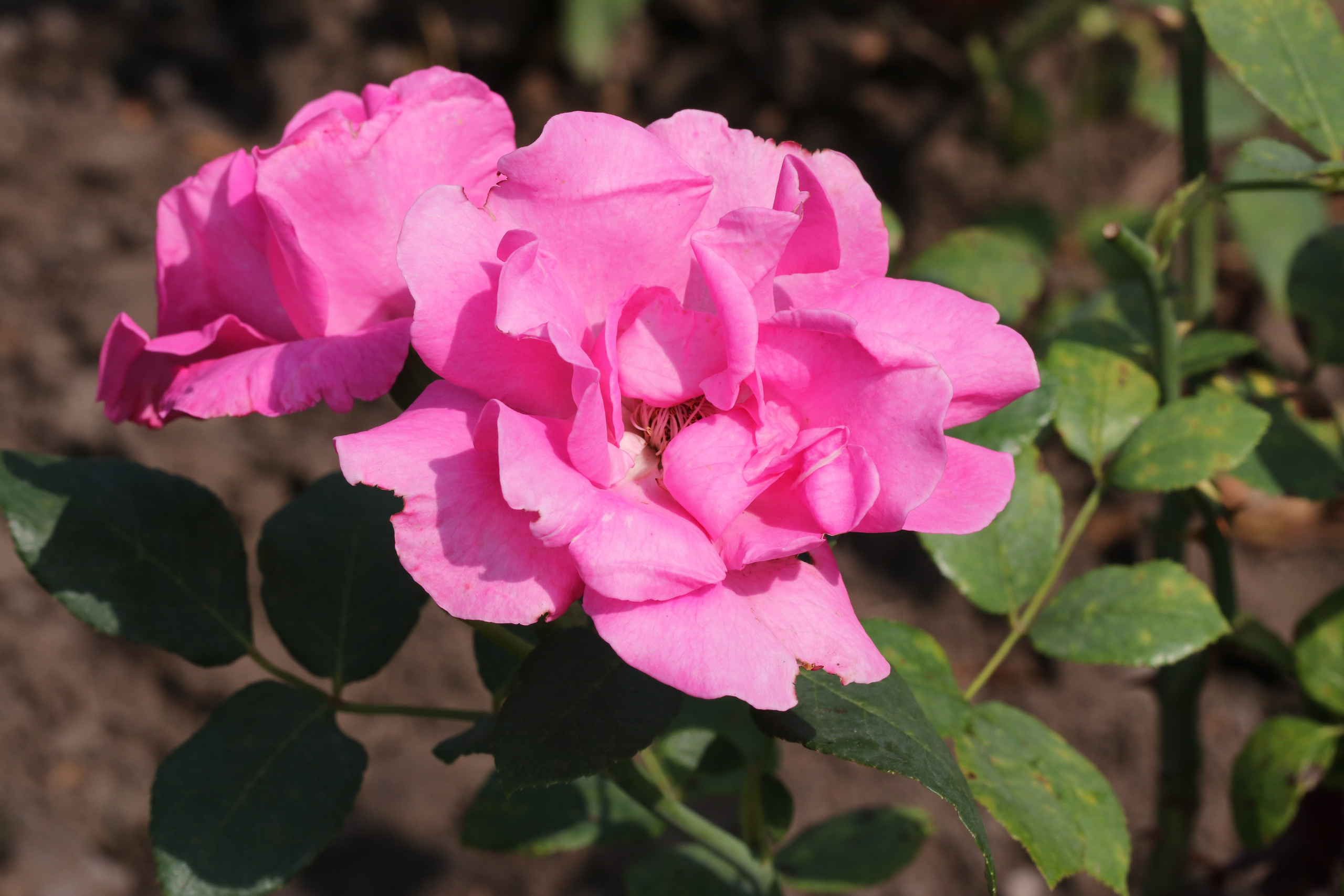 Долина роз в Кисловодске. Фото-художник и Репортажный фотограф Николаев Александр Алексеевич