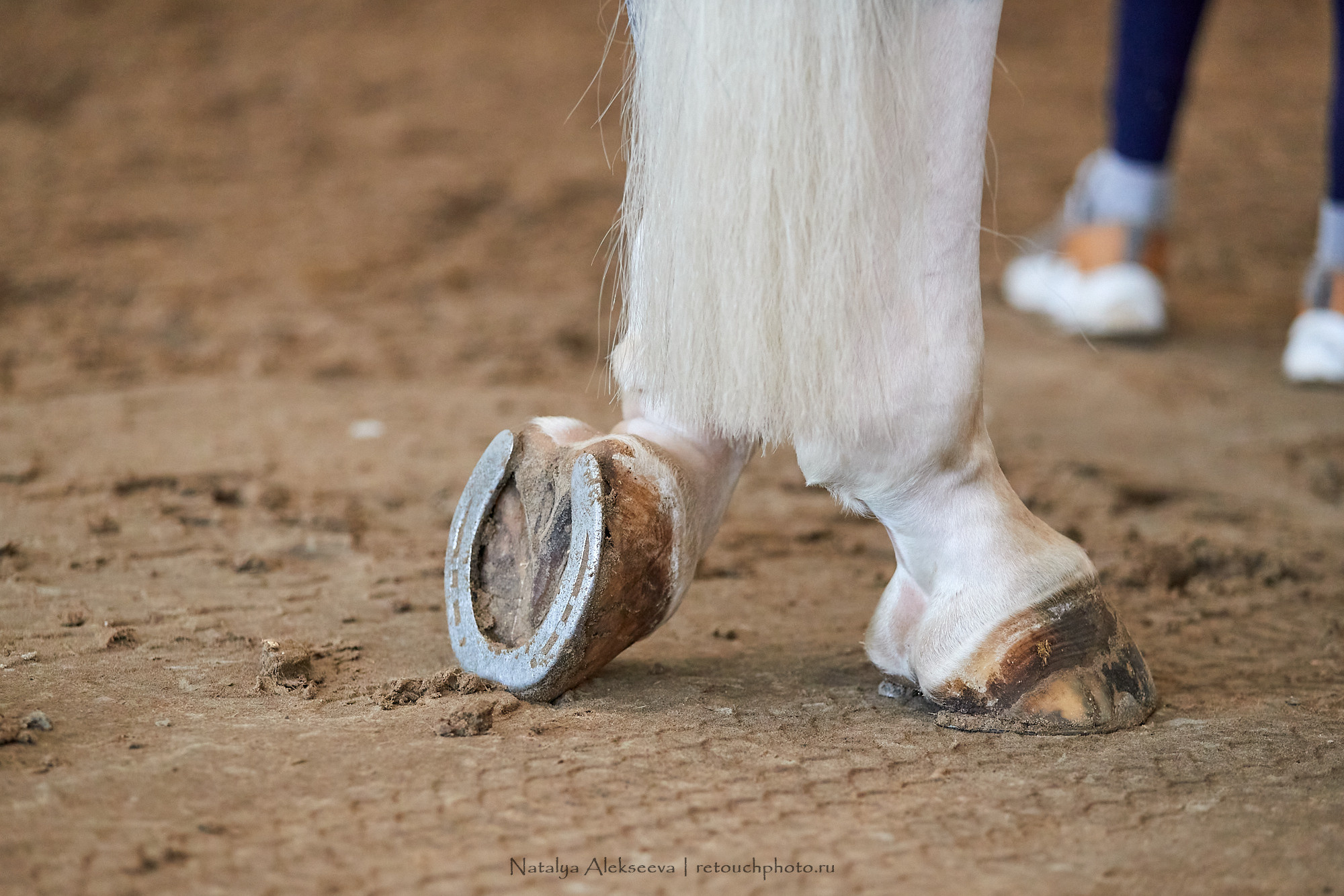 Финал Командного Maxima Masters, КСК Maxima Stables | 04'2021. Репортажный фотограф и ретушер в Москве Наталья Алексеева