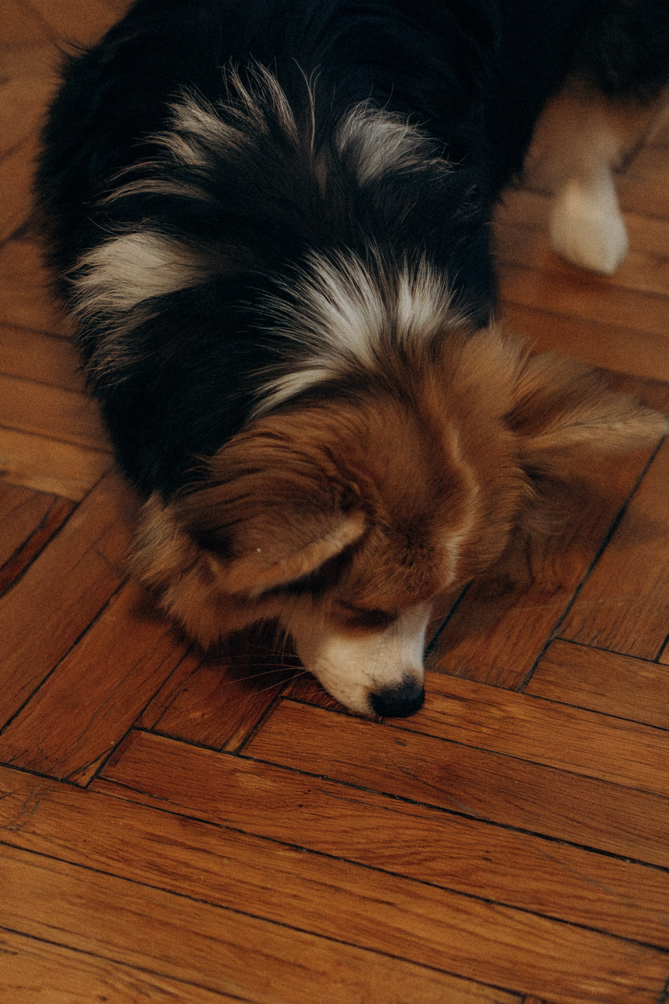 Мишель и Влада. Фотораф — анималист Мария Шистка