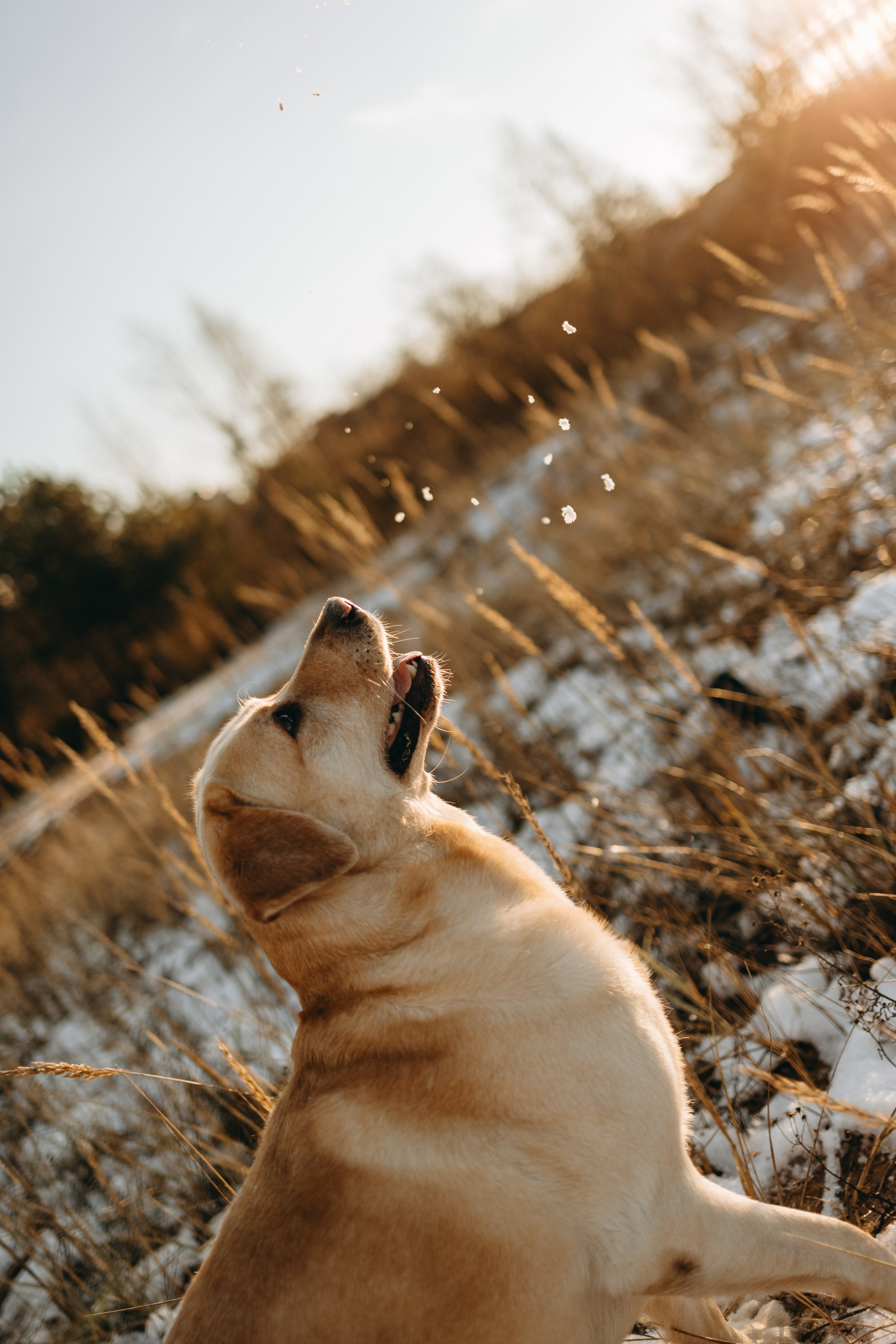 Ирина и Бася. Фотограф — Анималист | Санкт-Петербург
