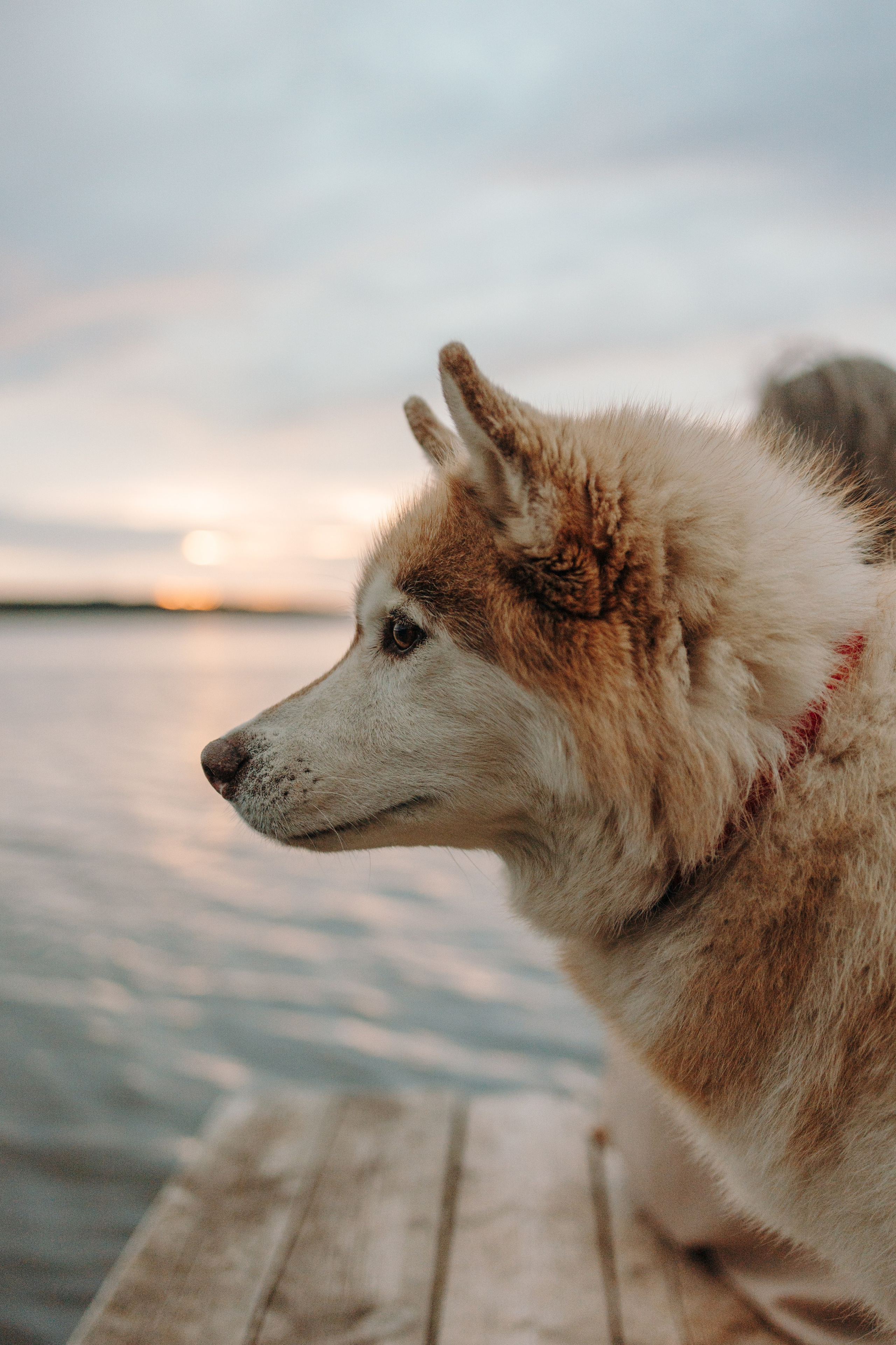 Дом у реки. Фотограф — Анималист | Санкт-Петербург