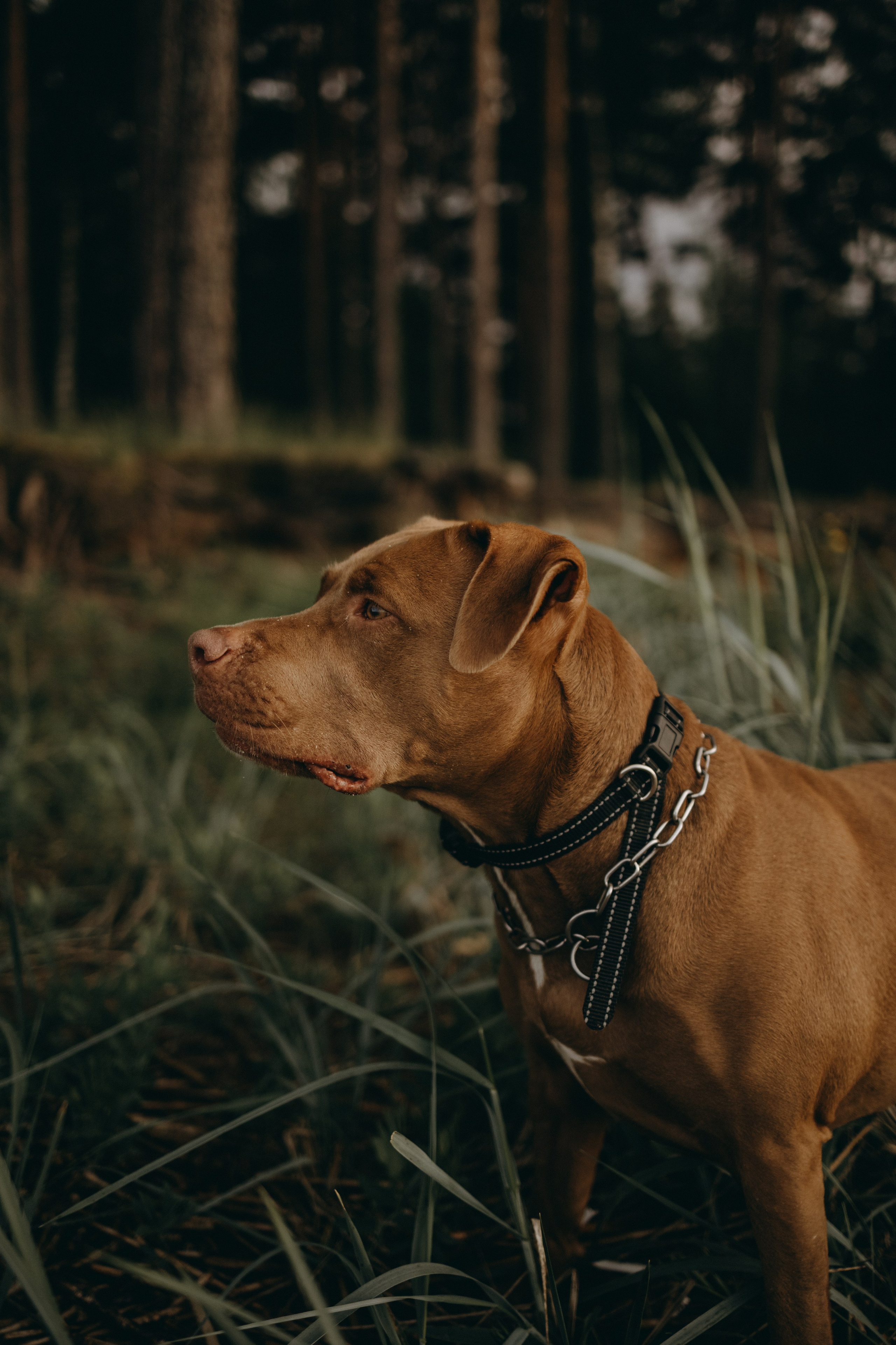 Бонни и ее семья. Фотограф — Анималист | Санкт-Петербург