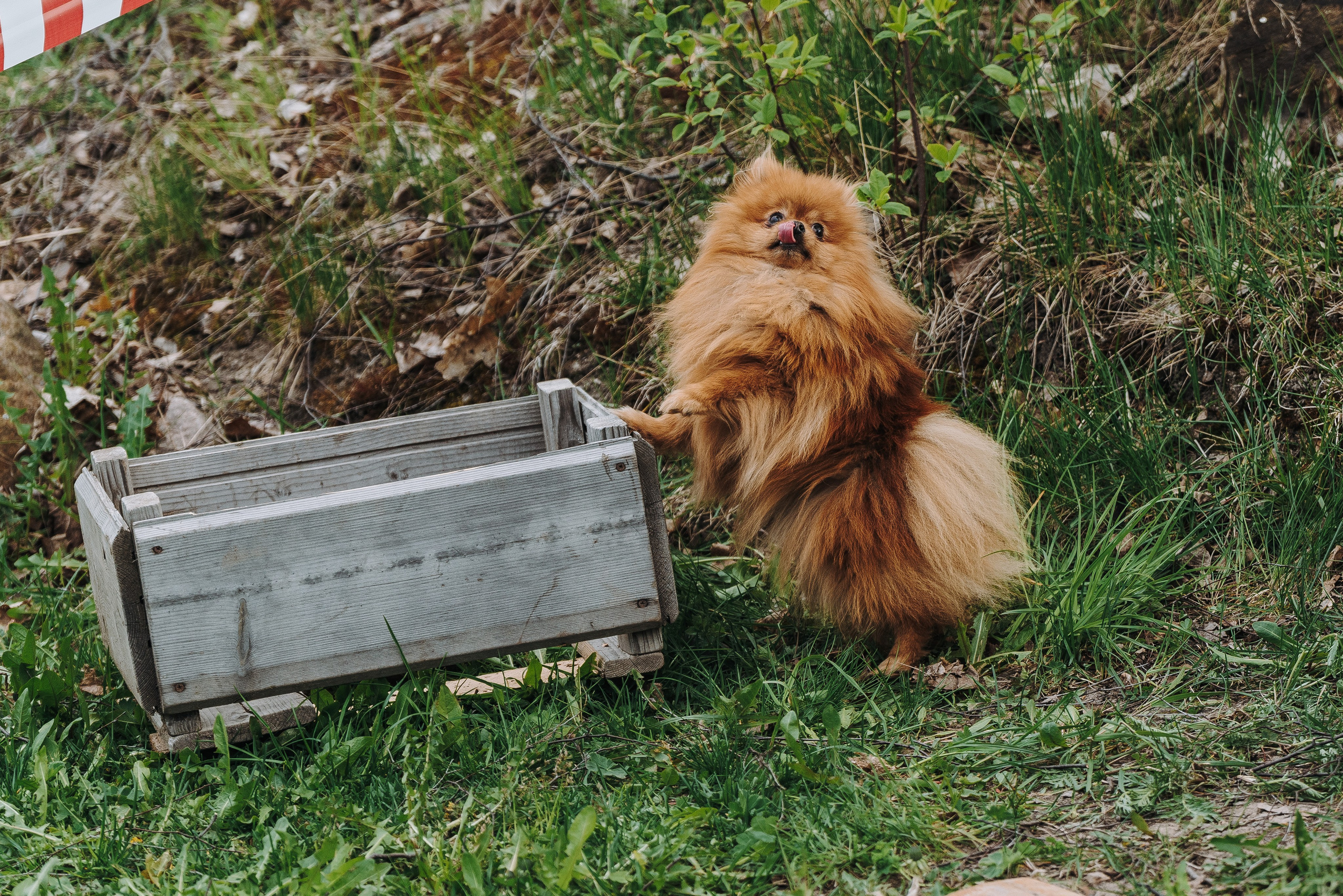 Соревнования по ноузворку в Лосево. Фотограф анималист в Спб недорого Олеся Майорова