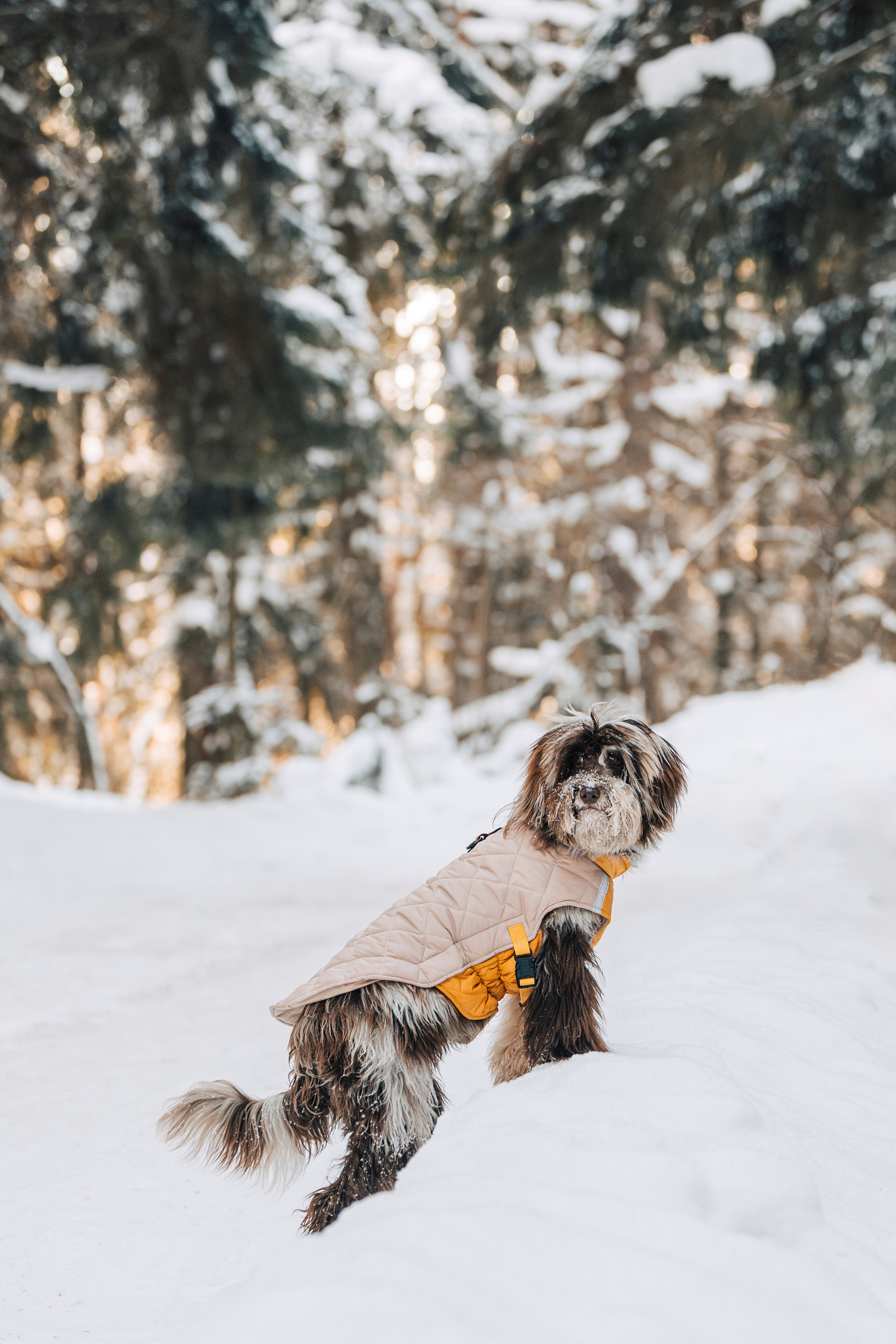 Хэйзел и её семья. Фотограф анималист в Спб недорого Олеся Майорова