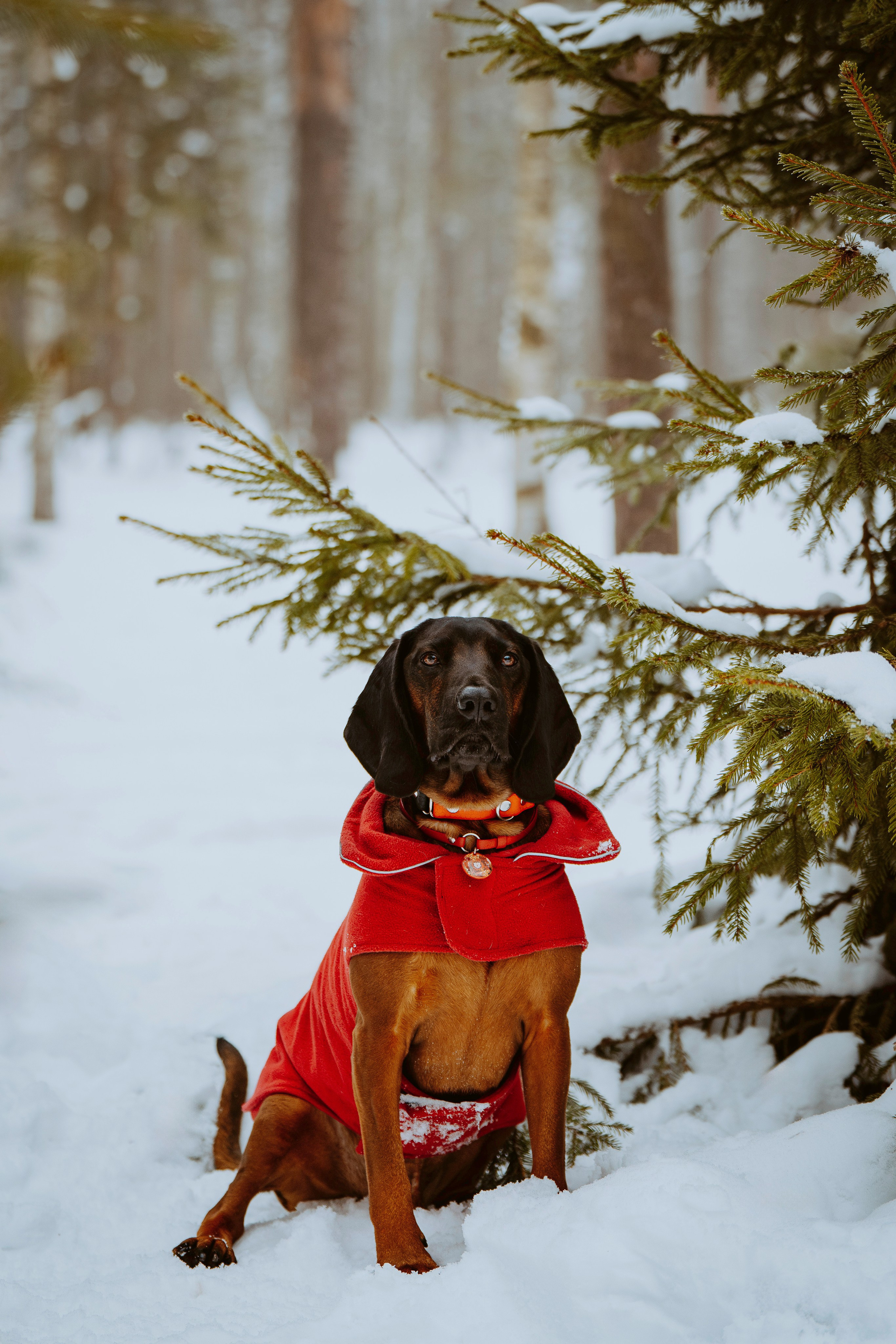 Ольга, Рора и Румпель. Фотограф анималист в Спб недорого Олеся Майорова