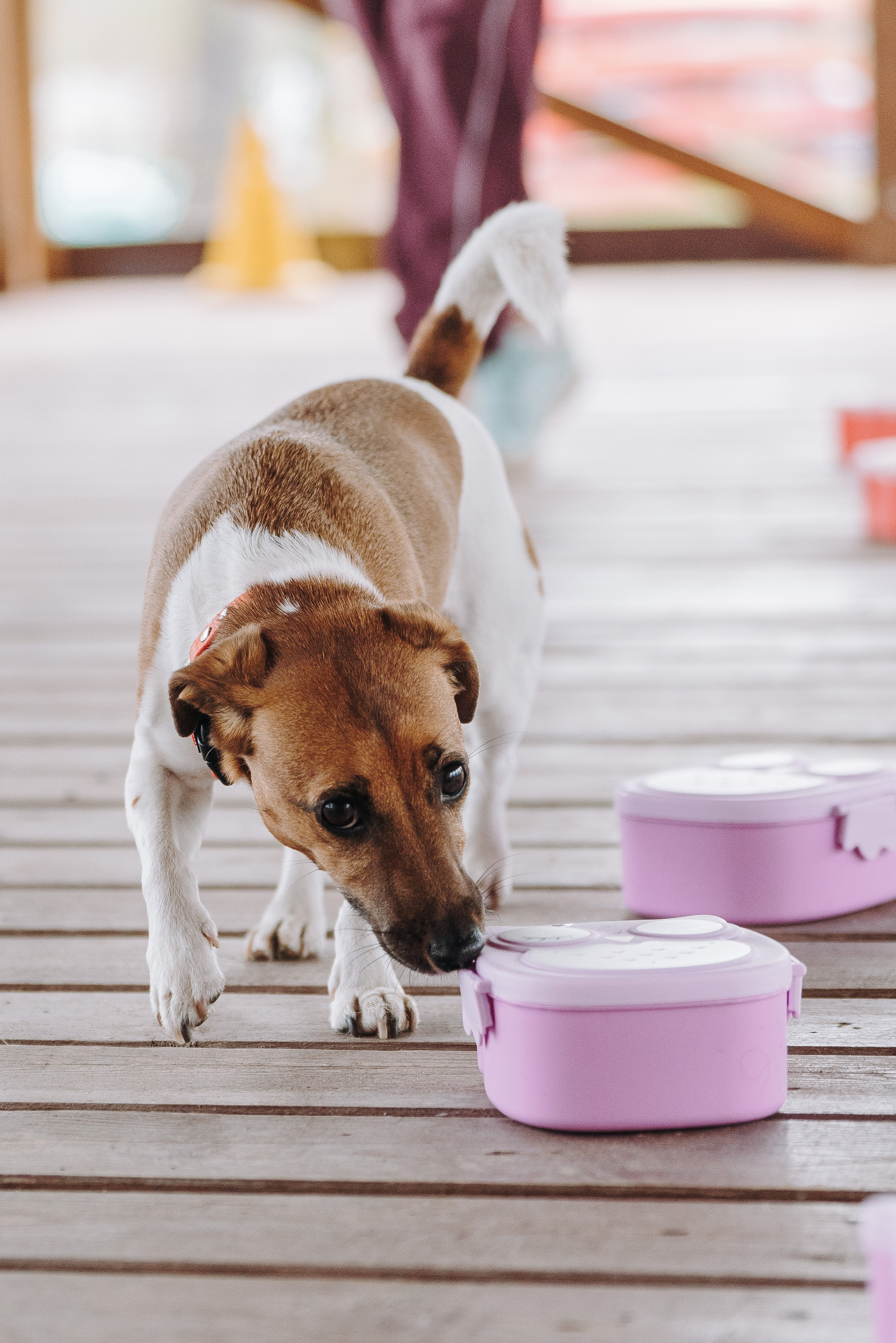 Соревнования по ноузворку в Лосево. Фотограф анималист в Спб недорого Олеся Майорова