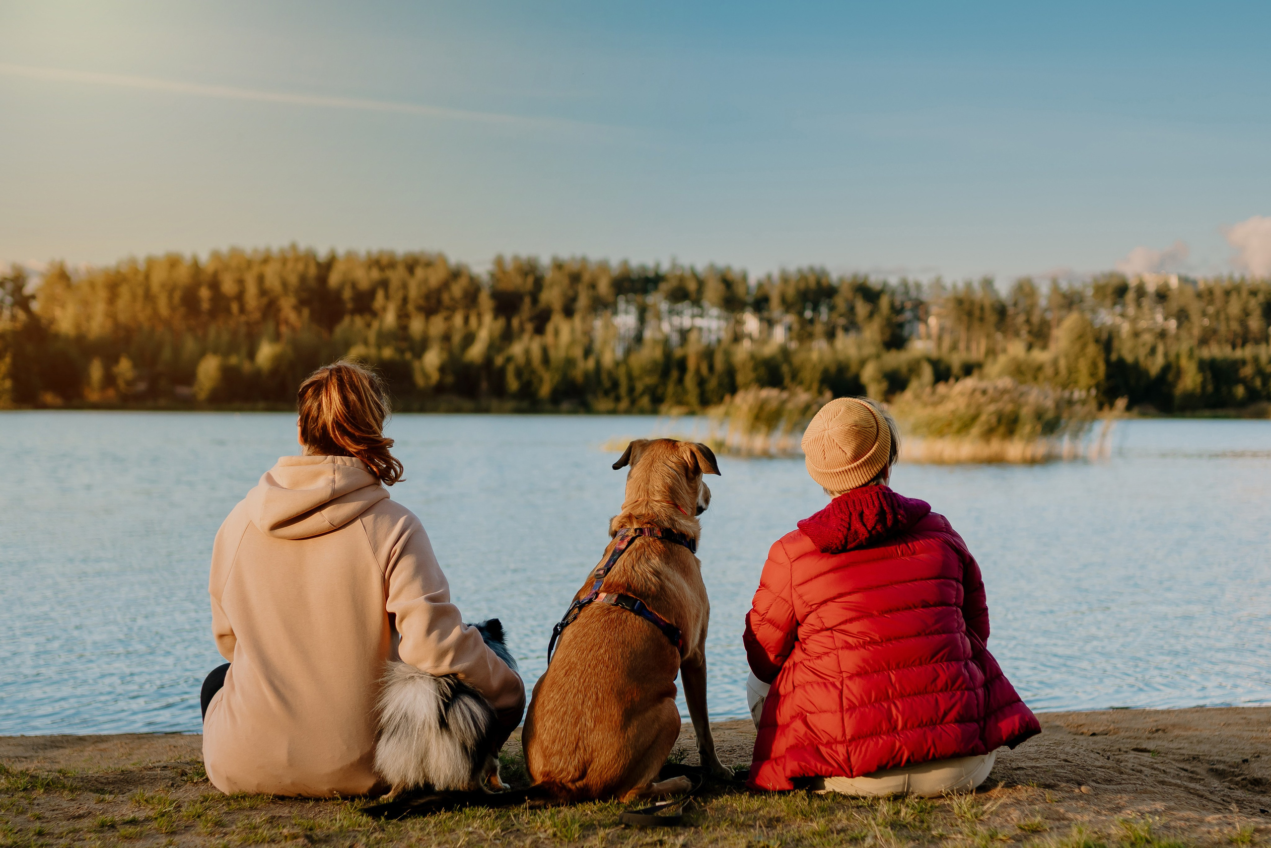 Семейная фотосессия с двумя собаками на закате. Фотограф анималист в Спб недорого Олеся Майорова