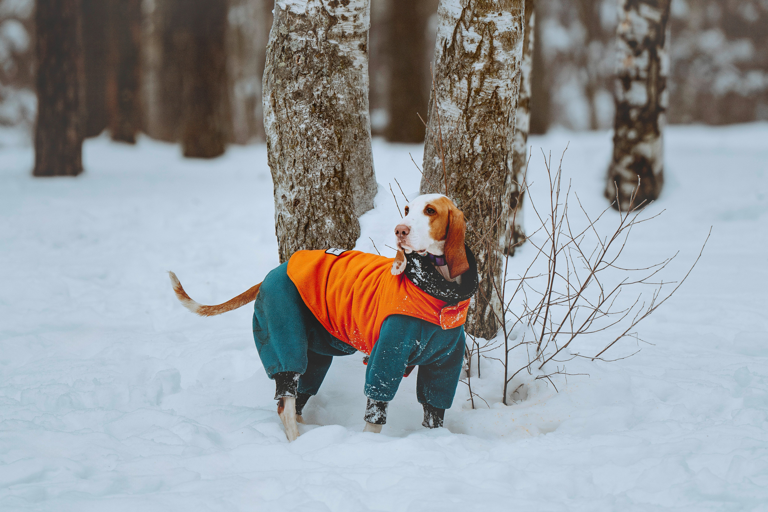 Ольга, Рора и Румпель. Фотограф анималист в Спб недорого Олеся Майорова