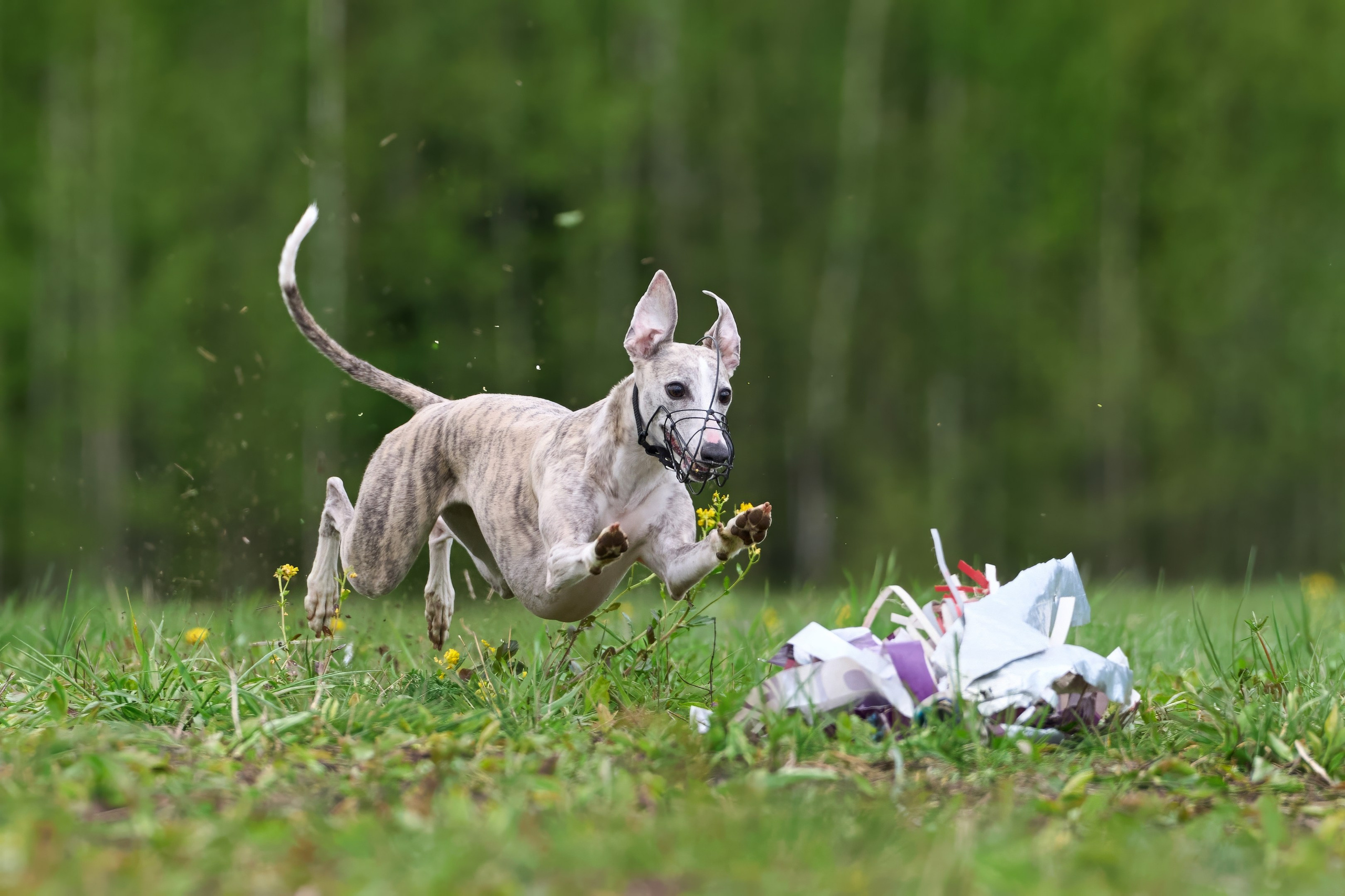 Тренировка по курсингу Донино. Фотограф-анималист Михаил Манухин