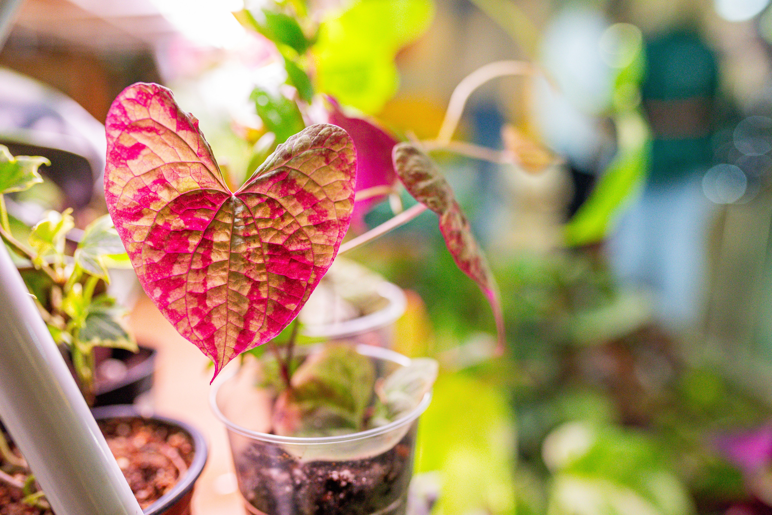 Growbox декабрь 2025. Александра Куликова фотограф, Москва