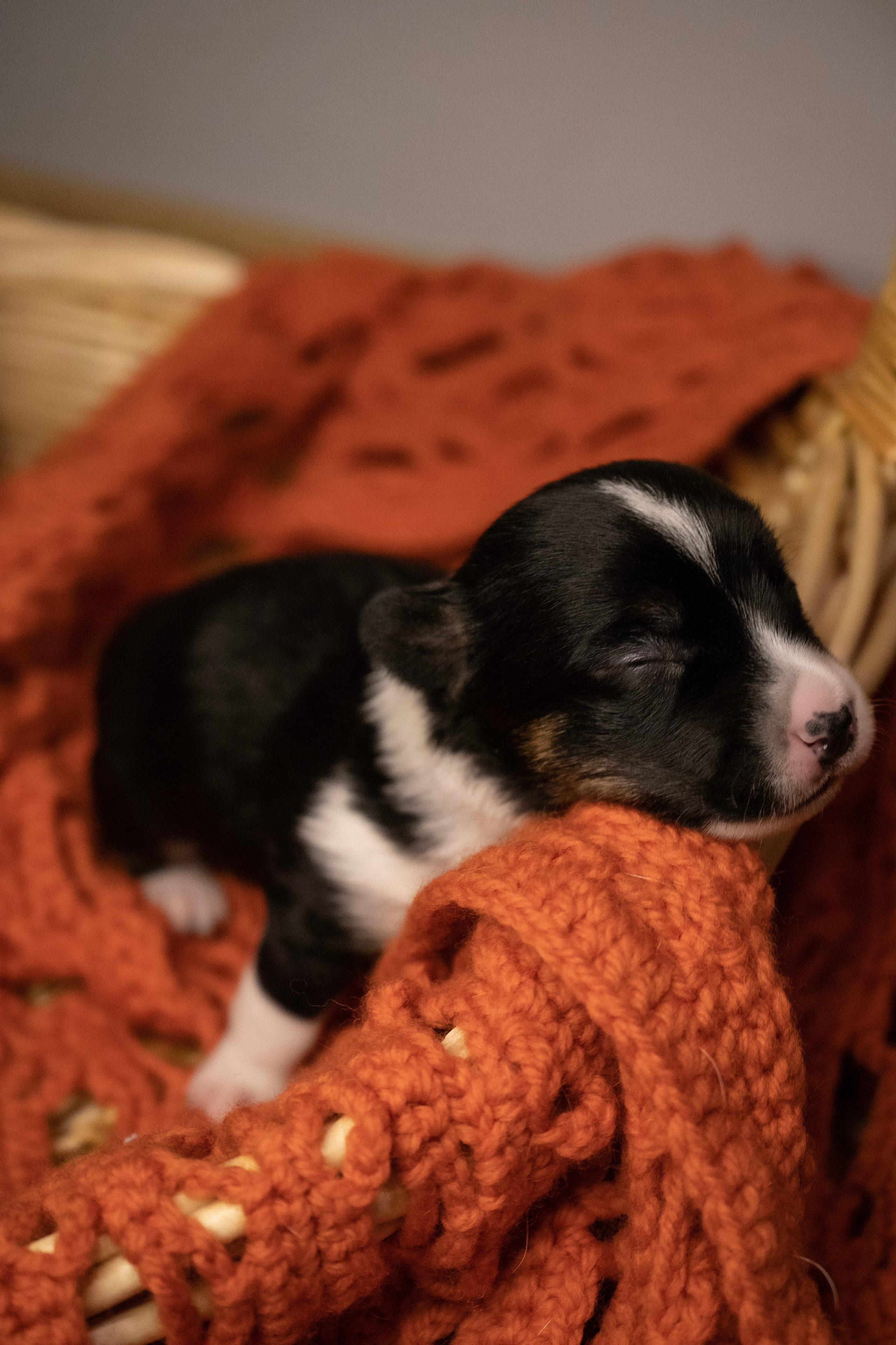 Фотосессии Пушистиков. Фотограф в Санкт-Петербурге Виктория Барышникова