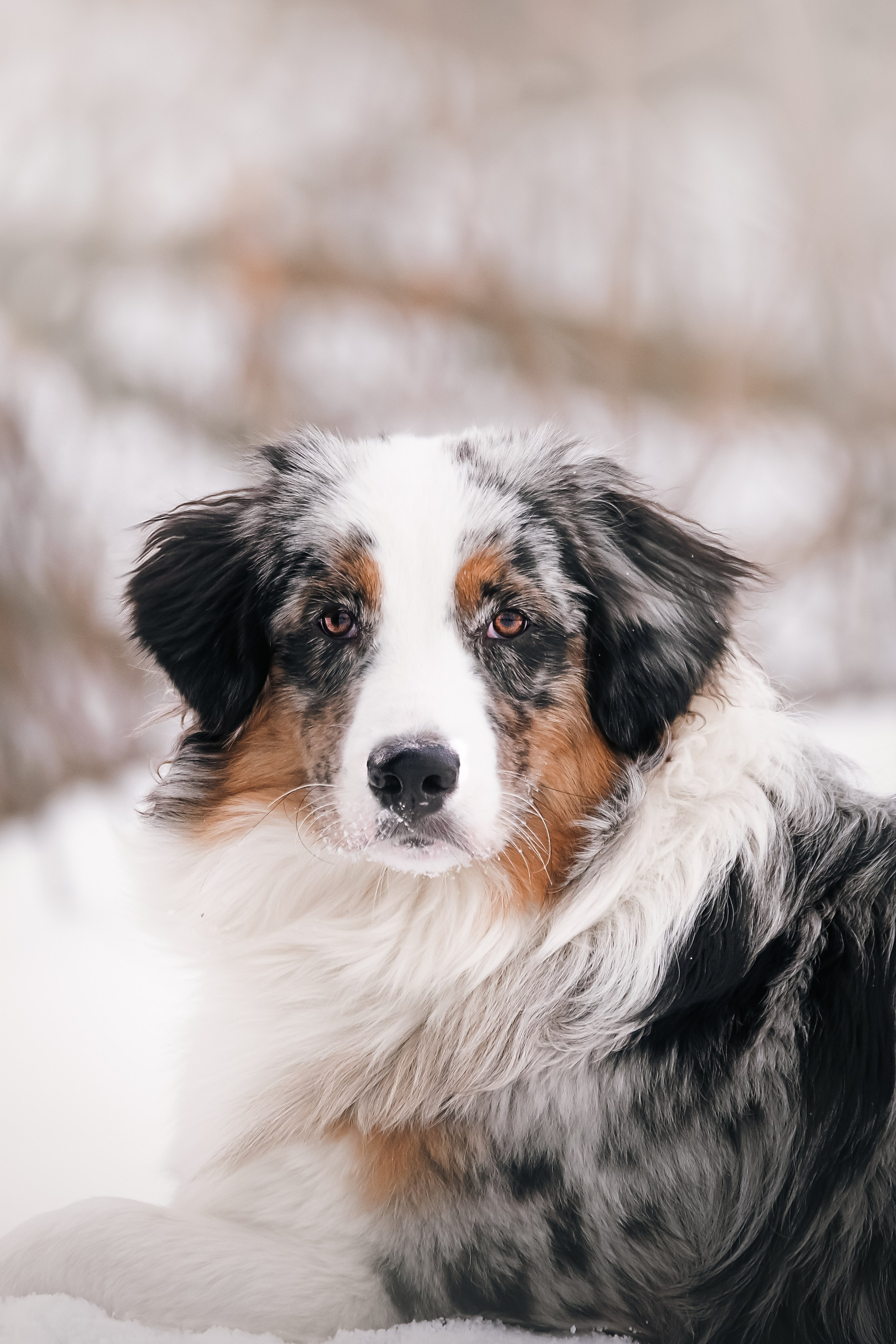Собаки. Фотограф-анималист Нижний Новгород