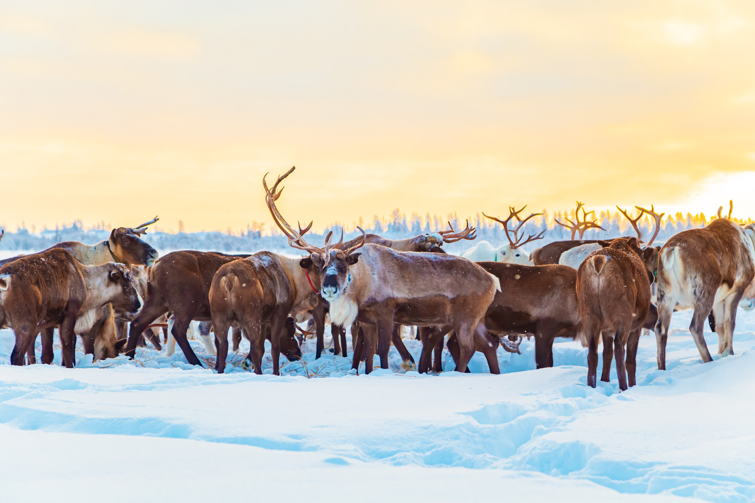 Ненецкий автономный округ. Тревел-фотограф Елизавета Ларионова