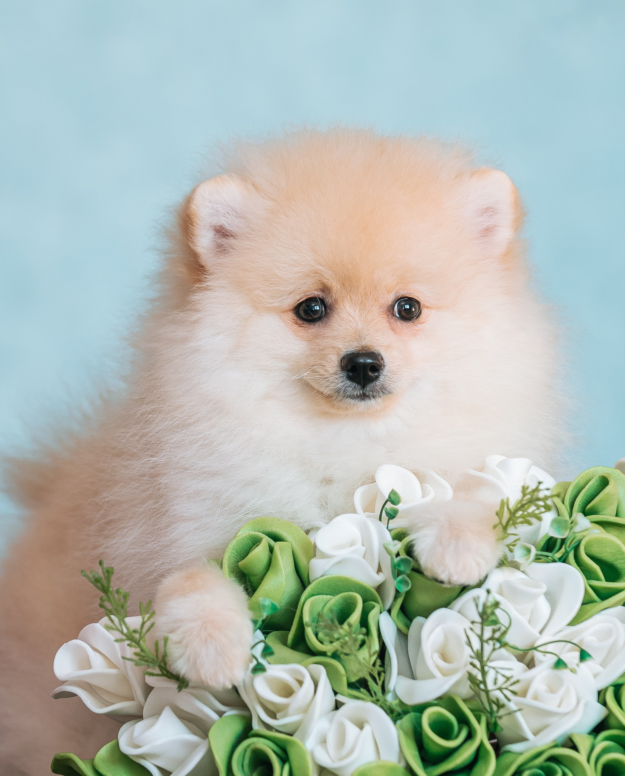 Шпицы дома. Главная