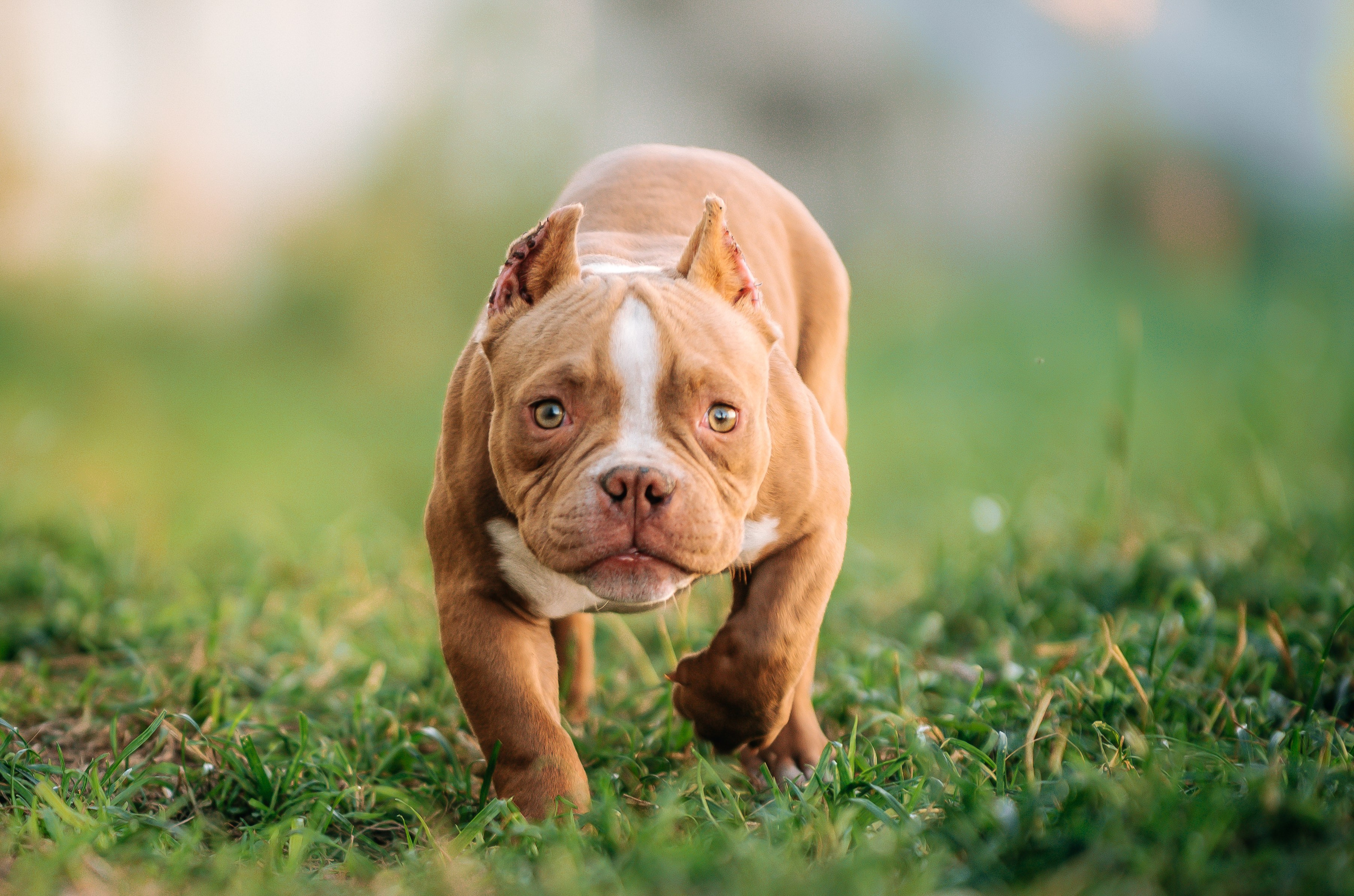 Американский булли щенки. Главная